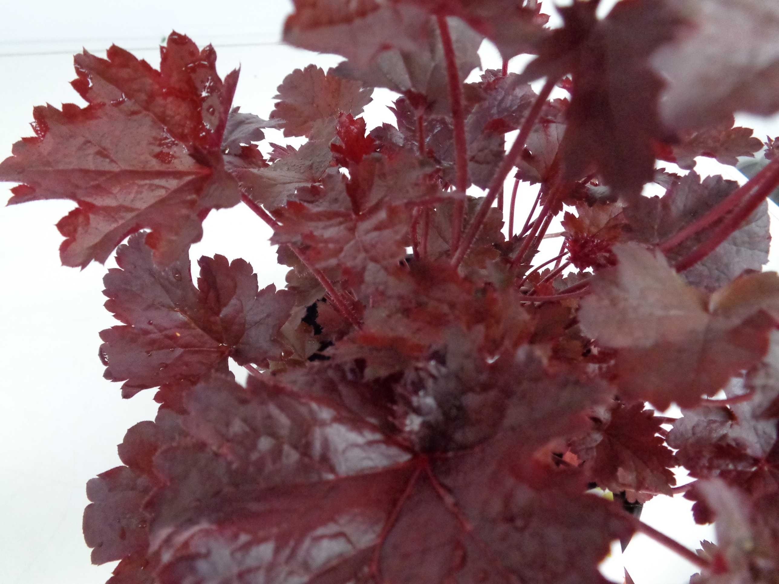 Heuchera sp 2L R/C  