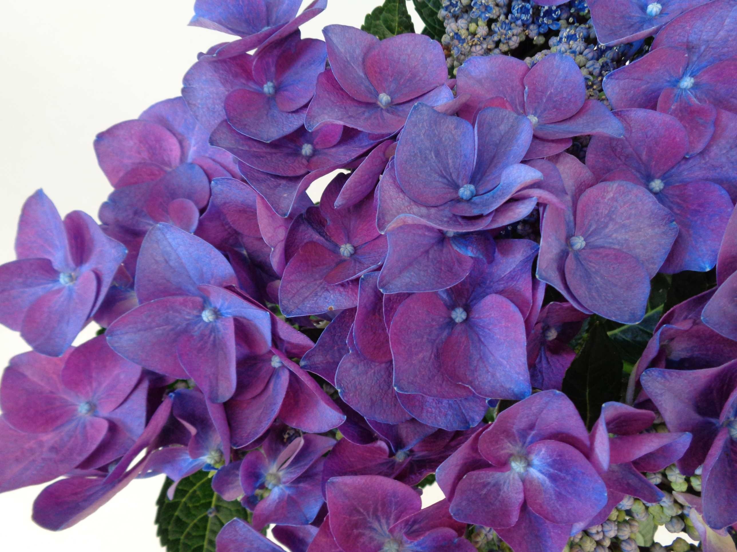 Hydrangea Colección 3L M. Rosa 25/30