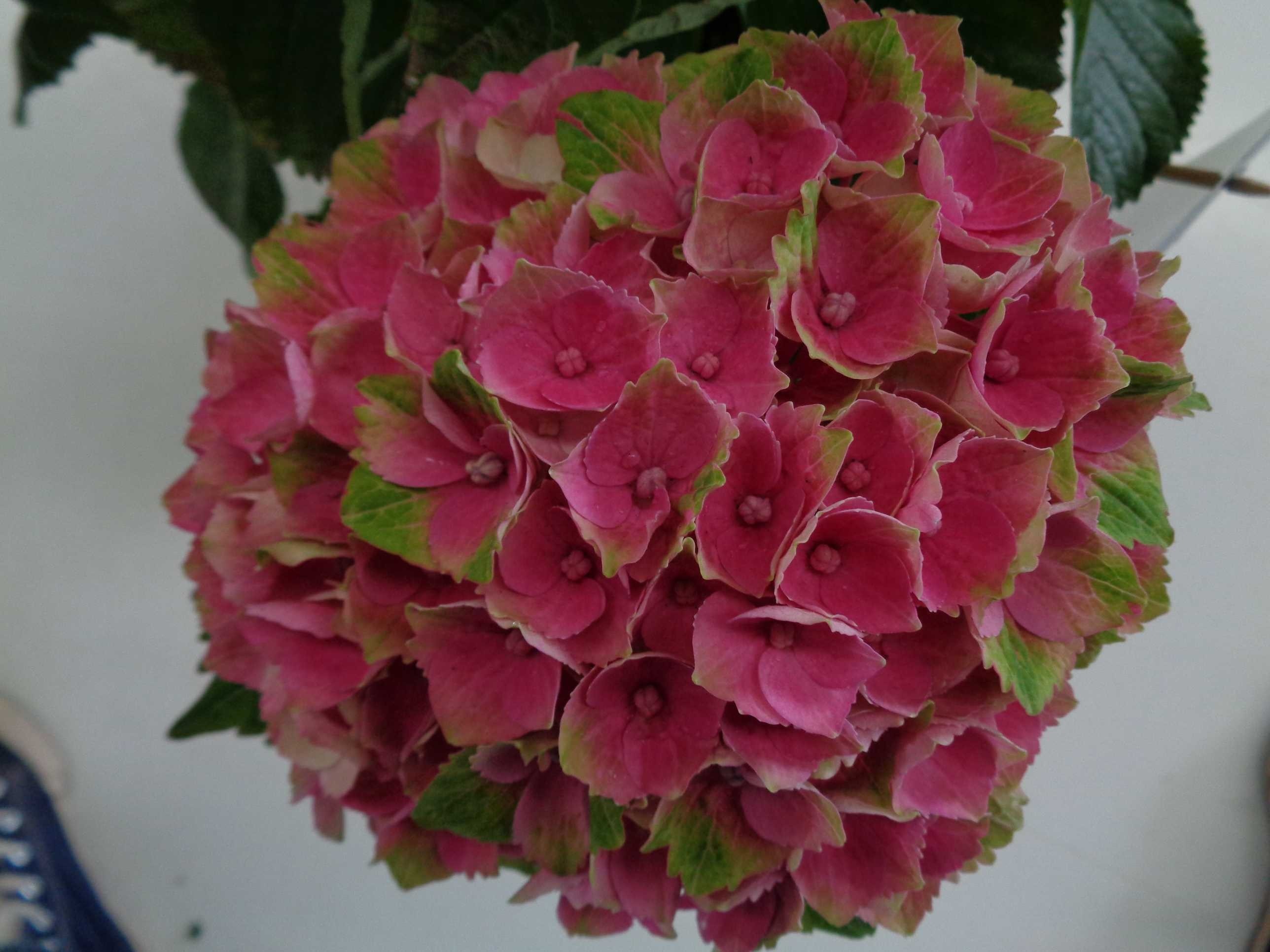 Hydrangea Magical ® Four Seasons ® 5L 40/50