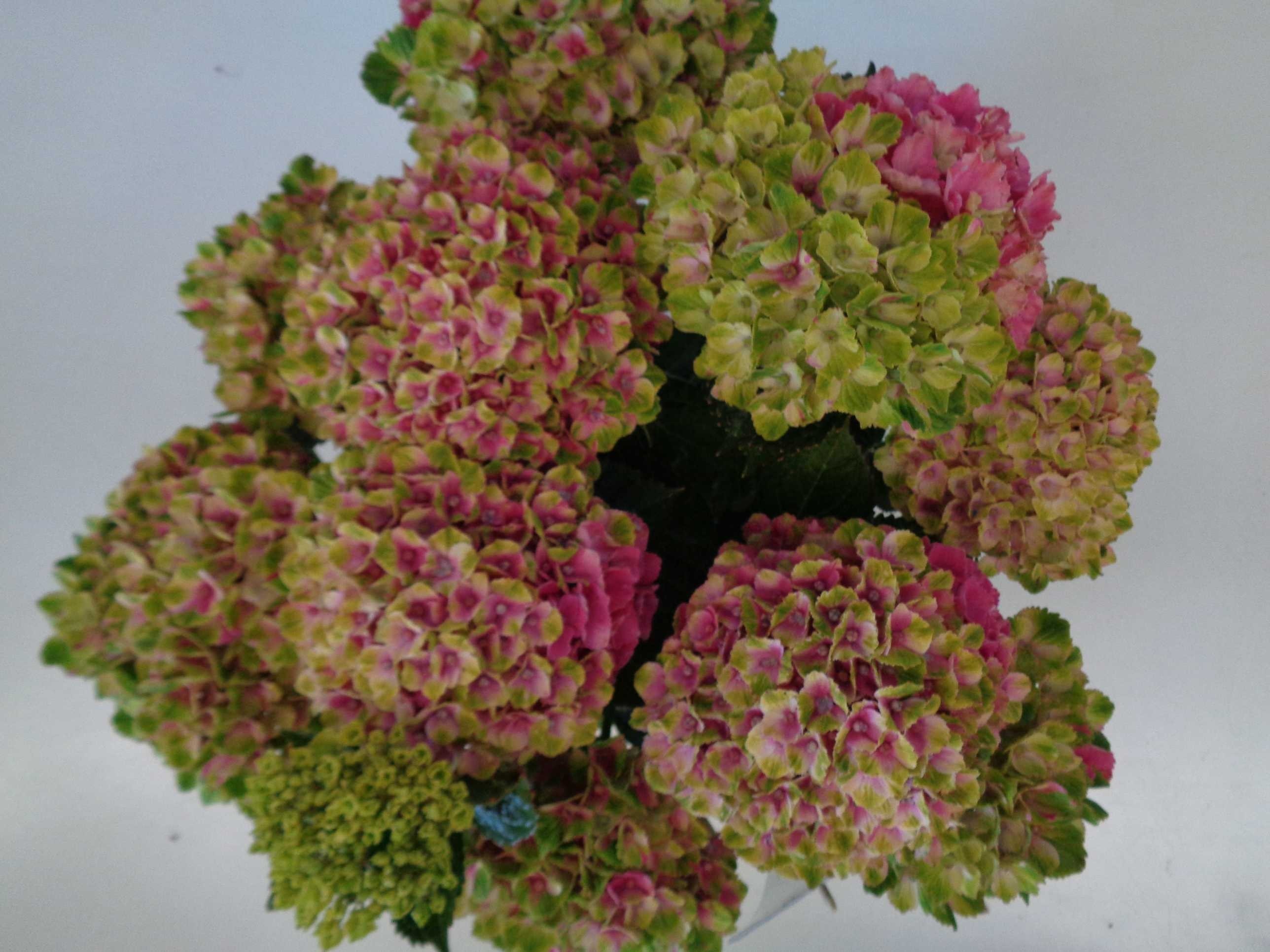 Hydrangea Magical ® Four Seasons ® 15L 60/80