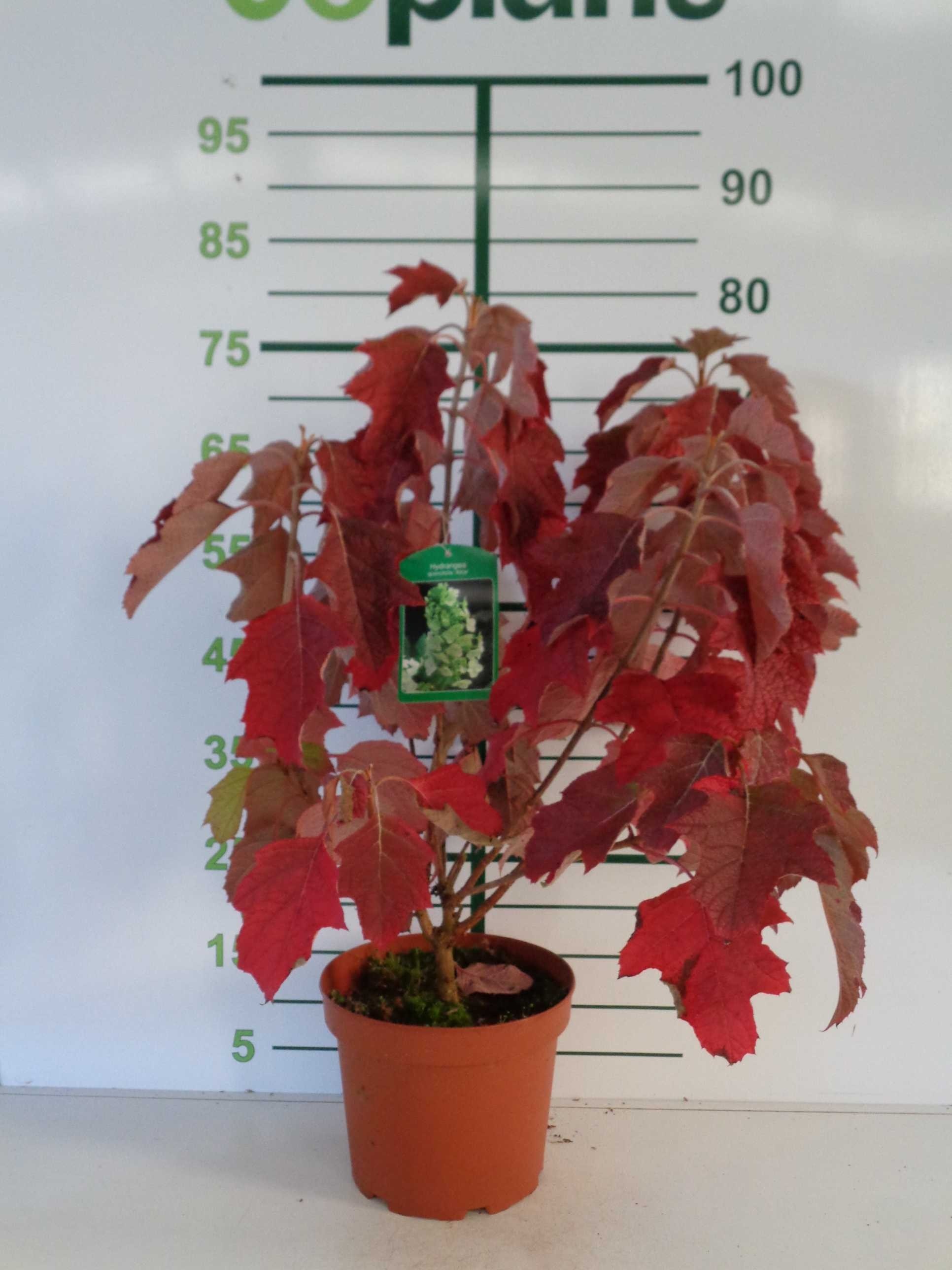 Hydrangea querquifolia 5L 30/40