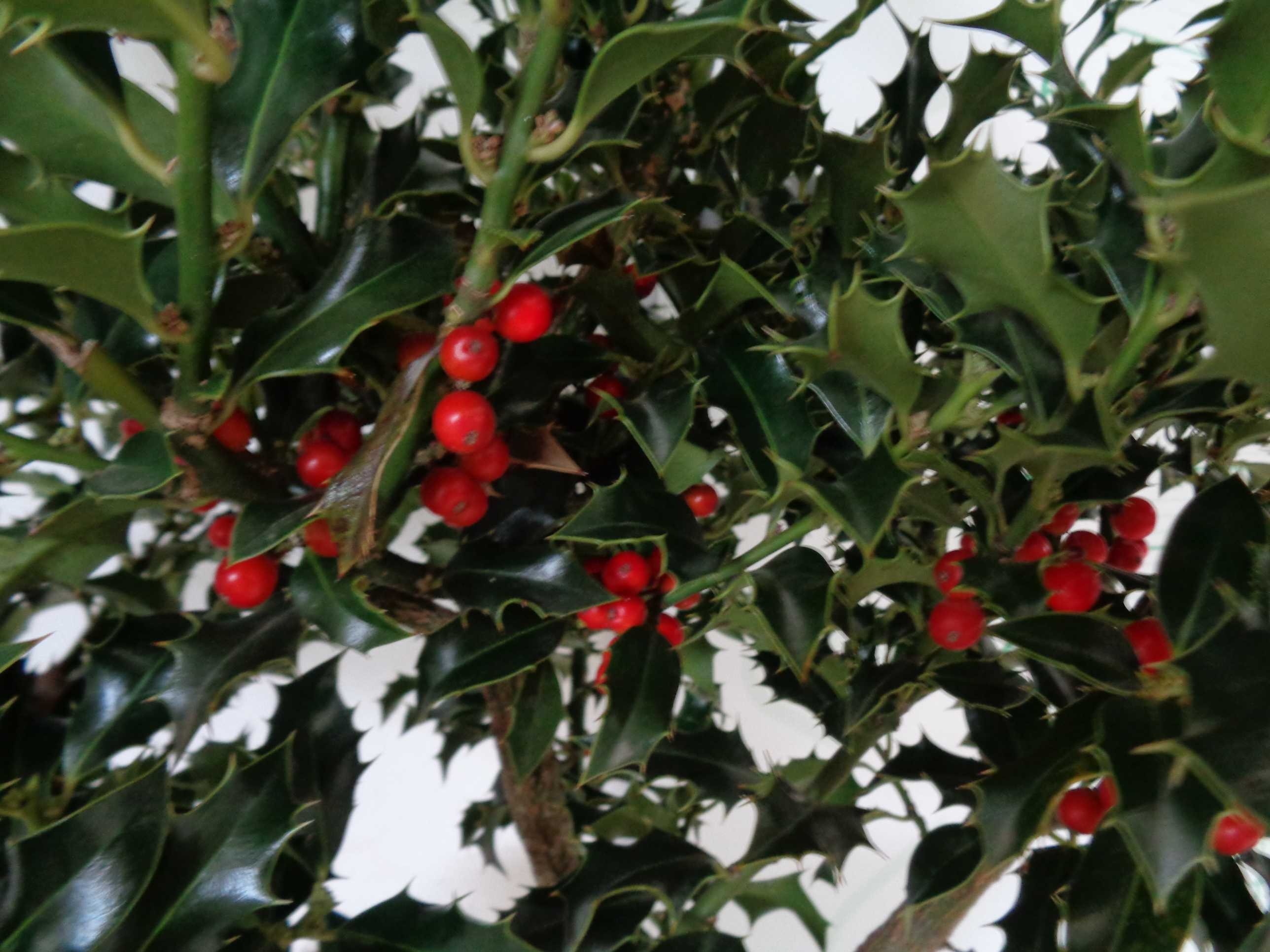 Ilex aquifolium "Alaska" 10L Deco 100/120