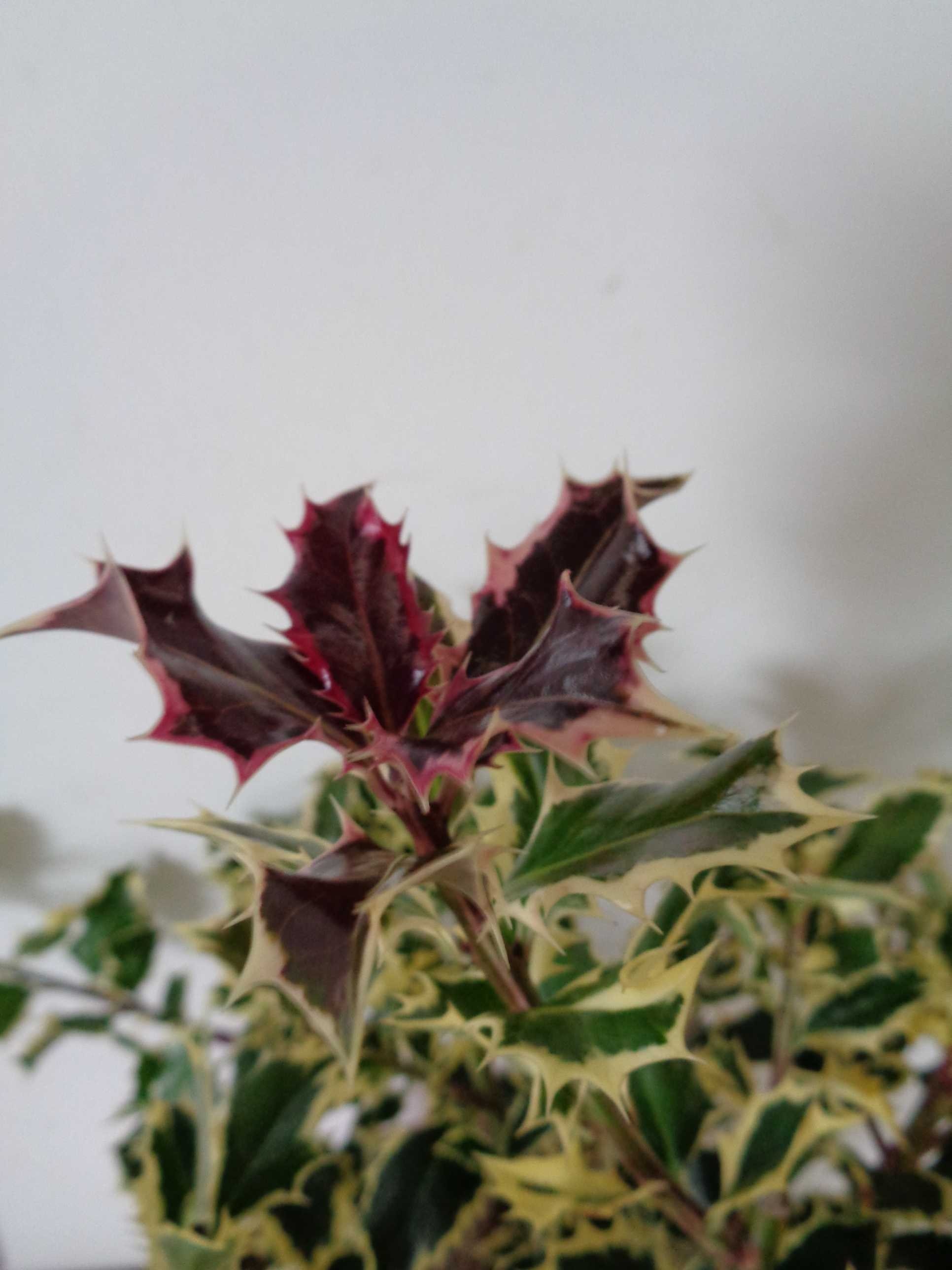 Ilex aquifolium "Argentea Marginata" 2.5L 25/35