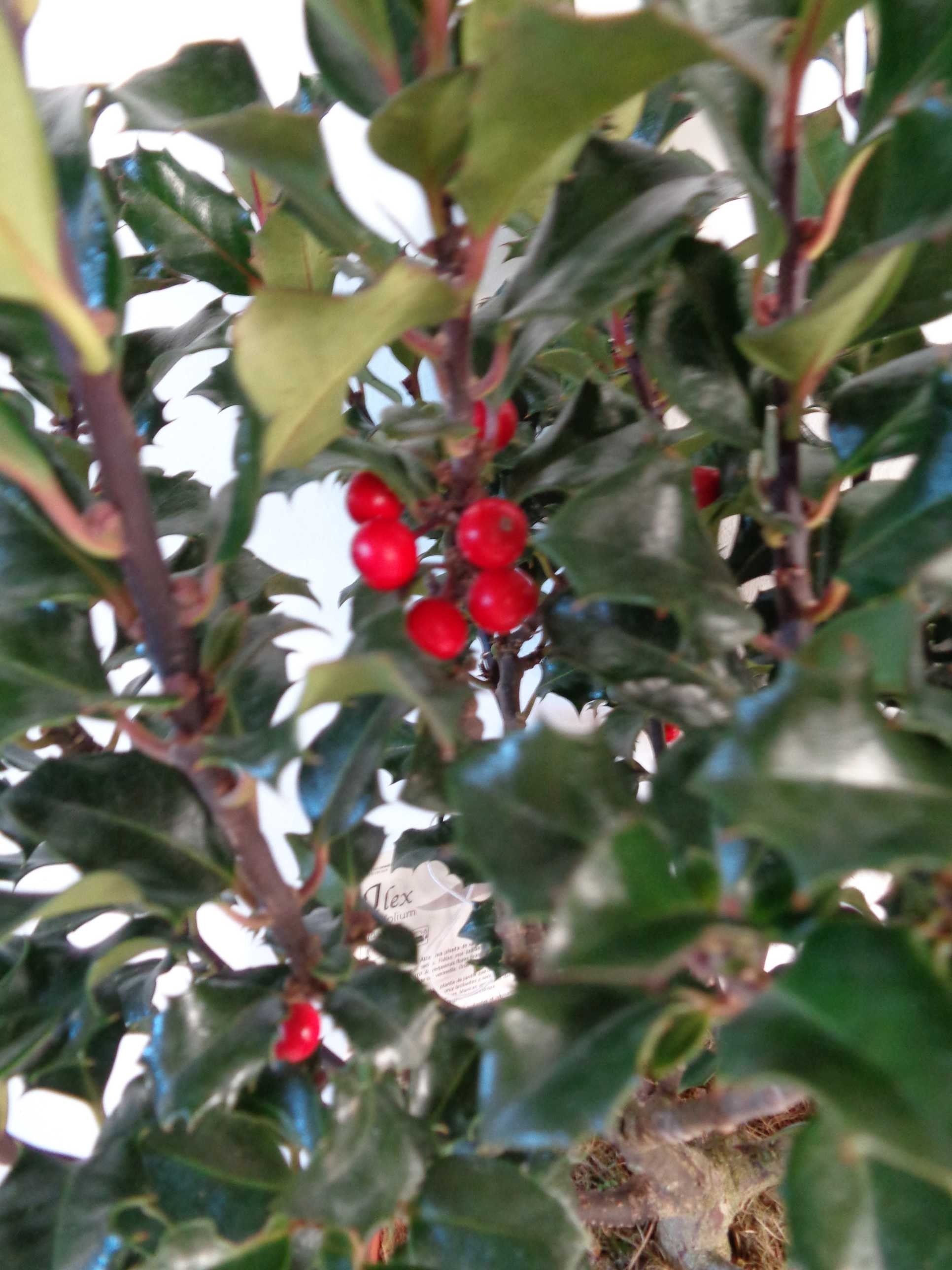 Ilex meserveae "Blue Angel" 2.5L 30/40