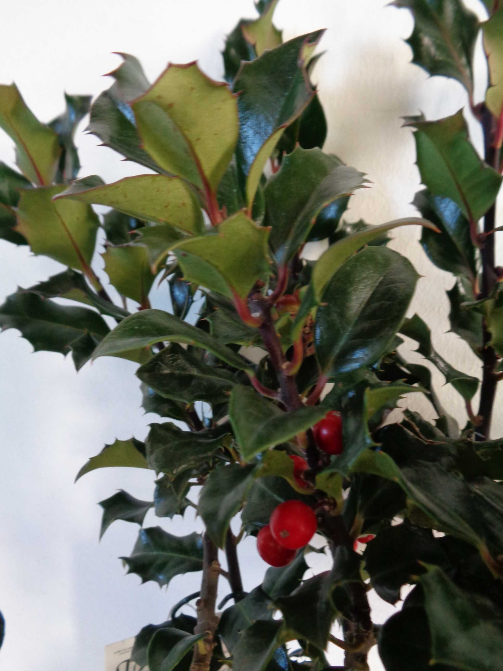 Ilex meserveae "Blue Angel" 5L Ht 50 60/80 DC 30/40