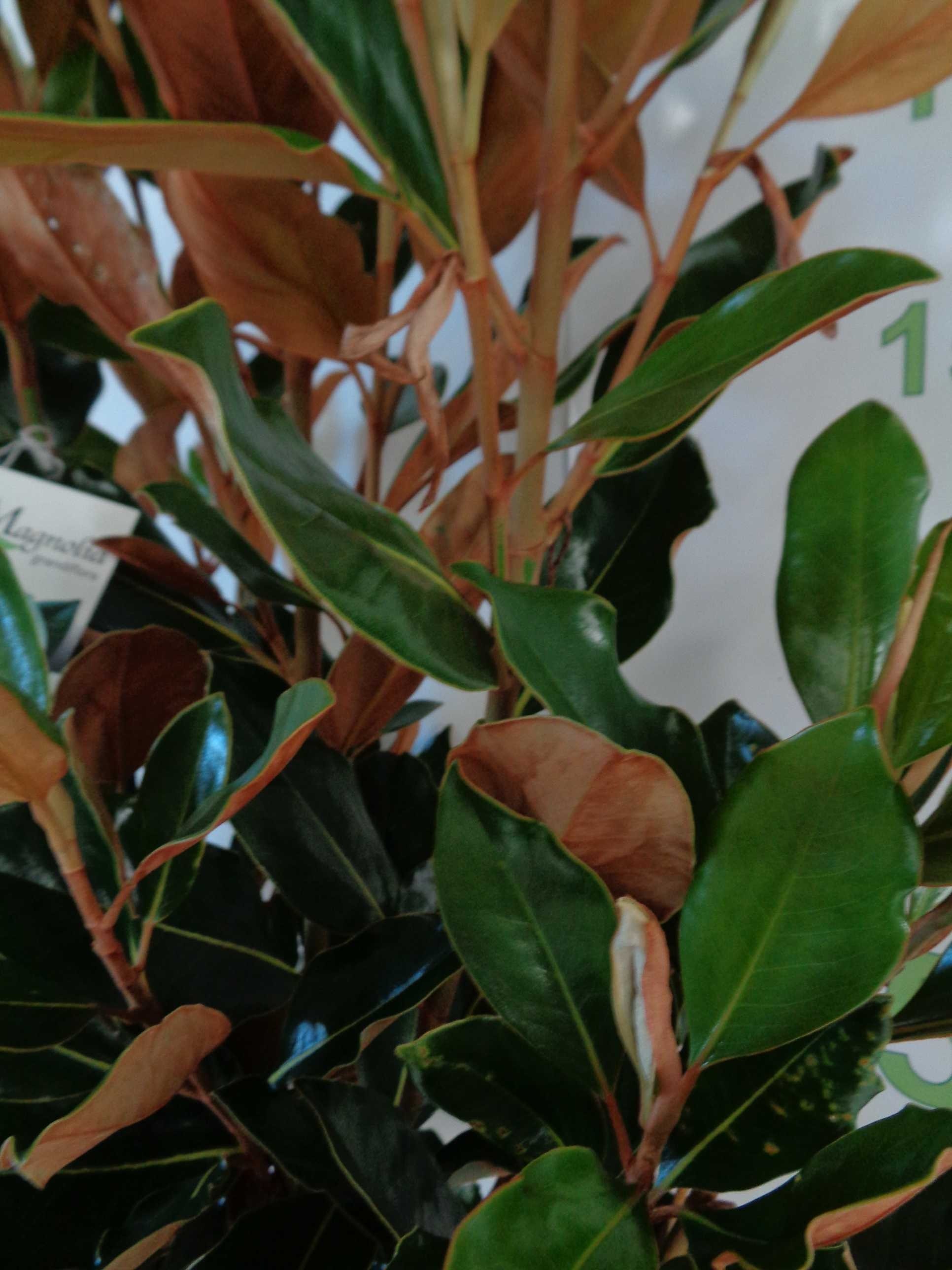Magnolia grandiflora "Little Gem" 10L Ht 90/110 150/160