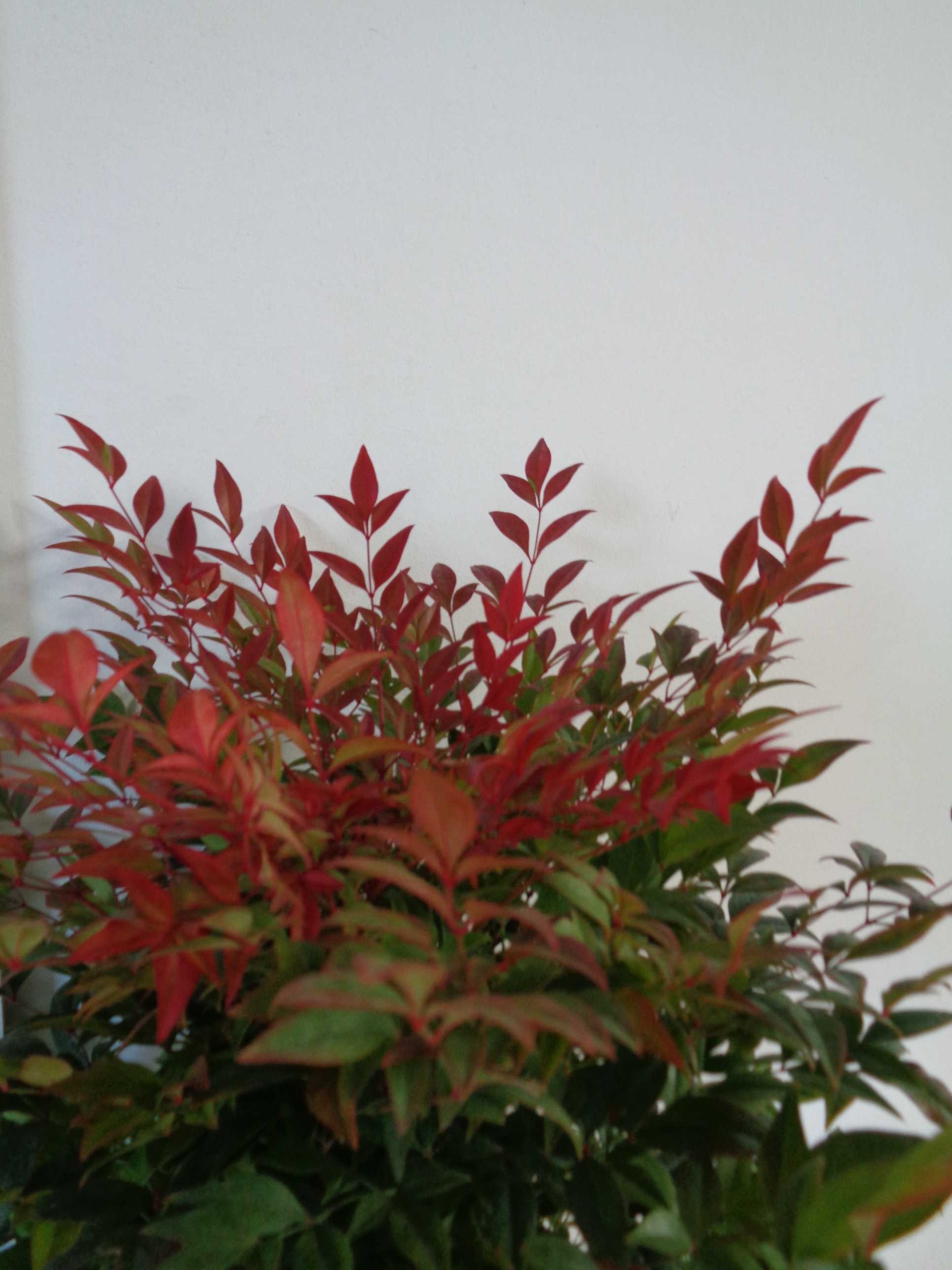 Nandina domestica "Gulf Stream" 15L Deco 100/120