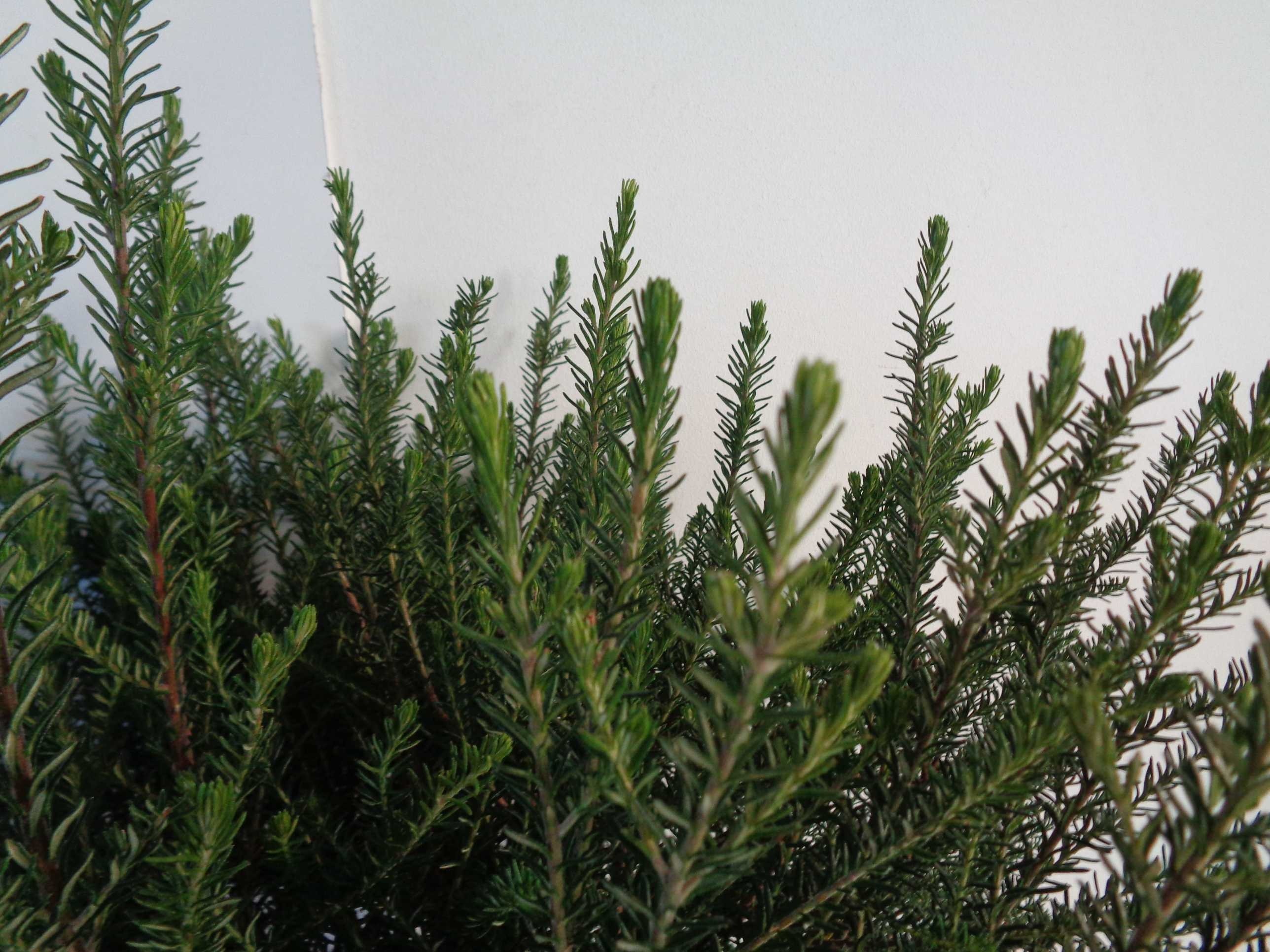 Ozothamnus rosmarinifolius 10L 30/40