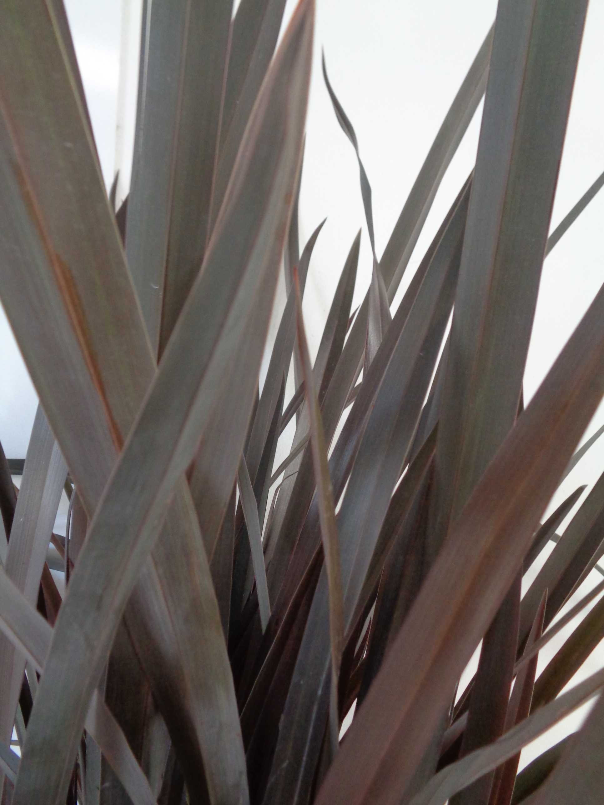 Phormium "Black Rage" 15L 8-12 80/100