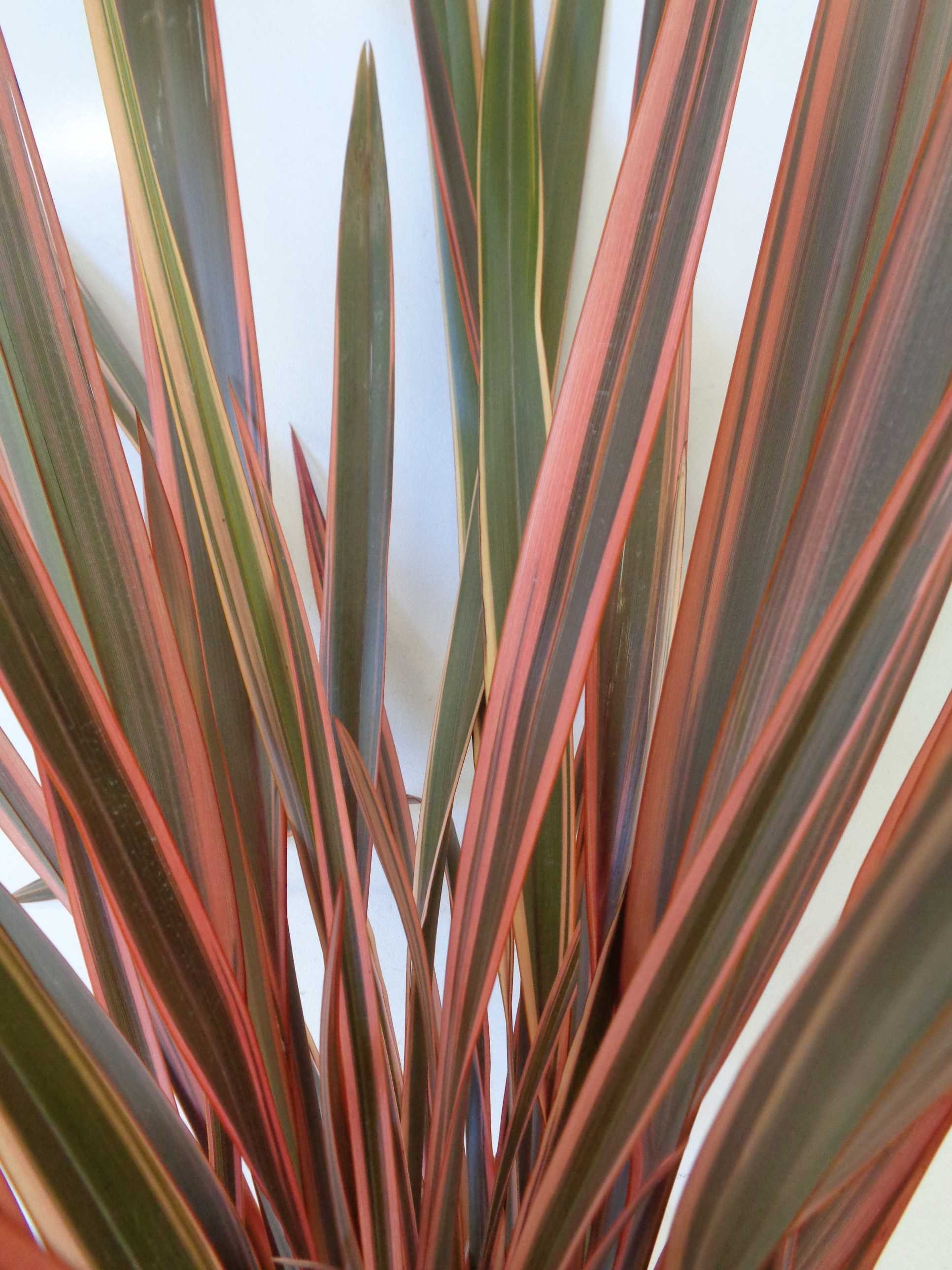 Phormium "Rainbow Queen" 10L Deco 8-12 50/70