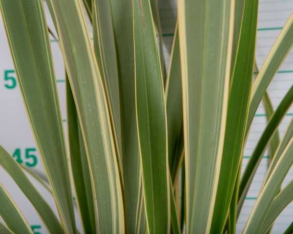 Phormium tenax "Variegata" 10L Deco 3-4 70/100