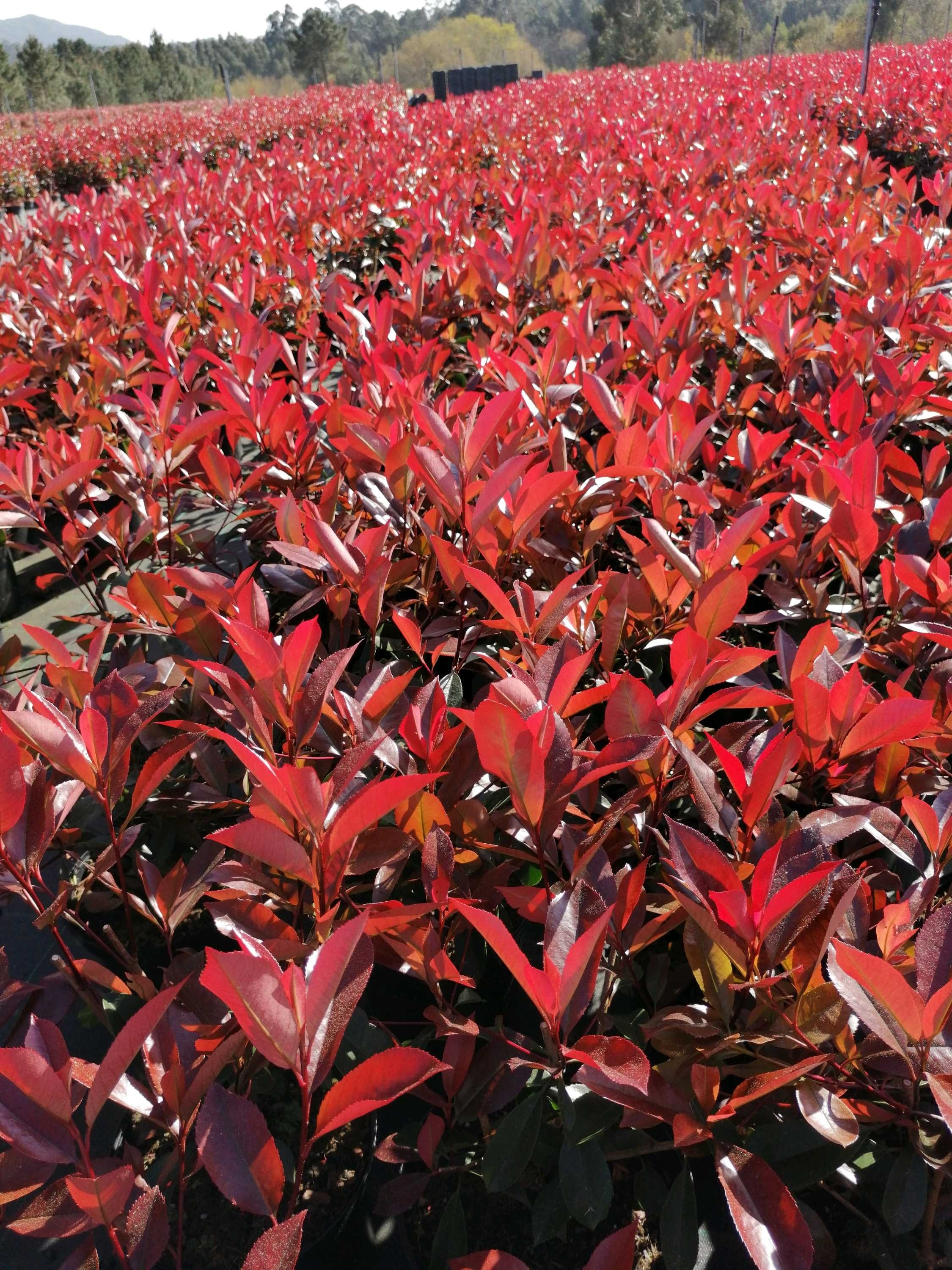 Photinia x fraseri "Red Robin" 20L 100/110