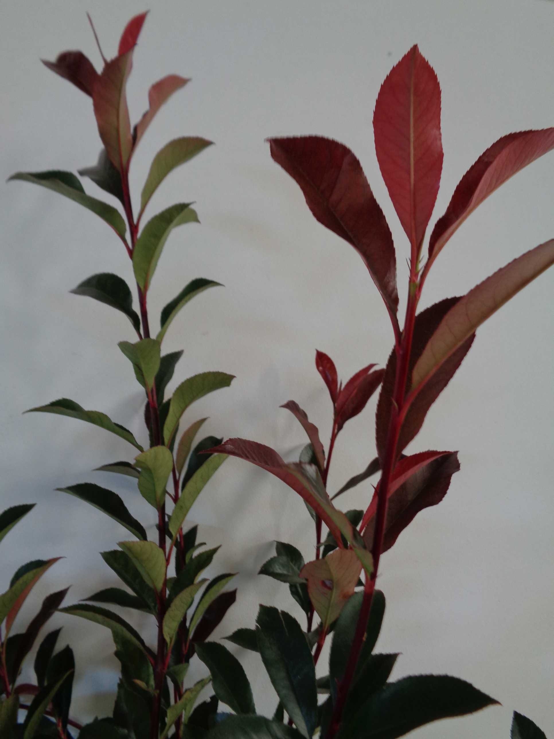 Photinia x fraseri "Carre Rouge" 20L 90/110