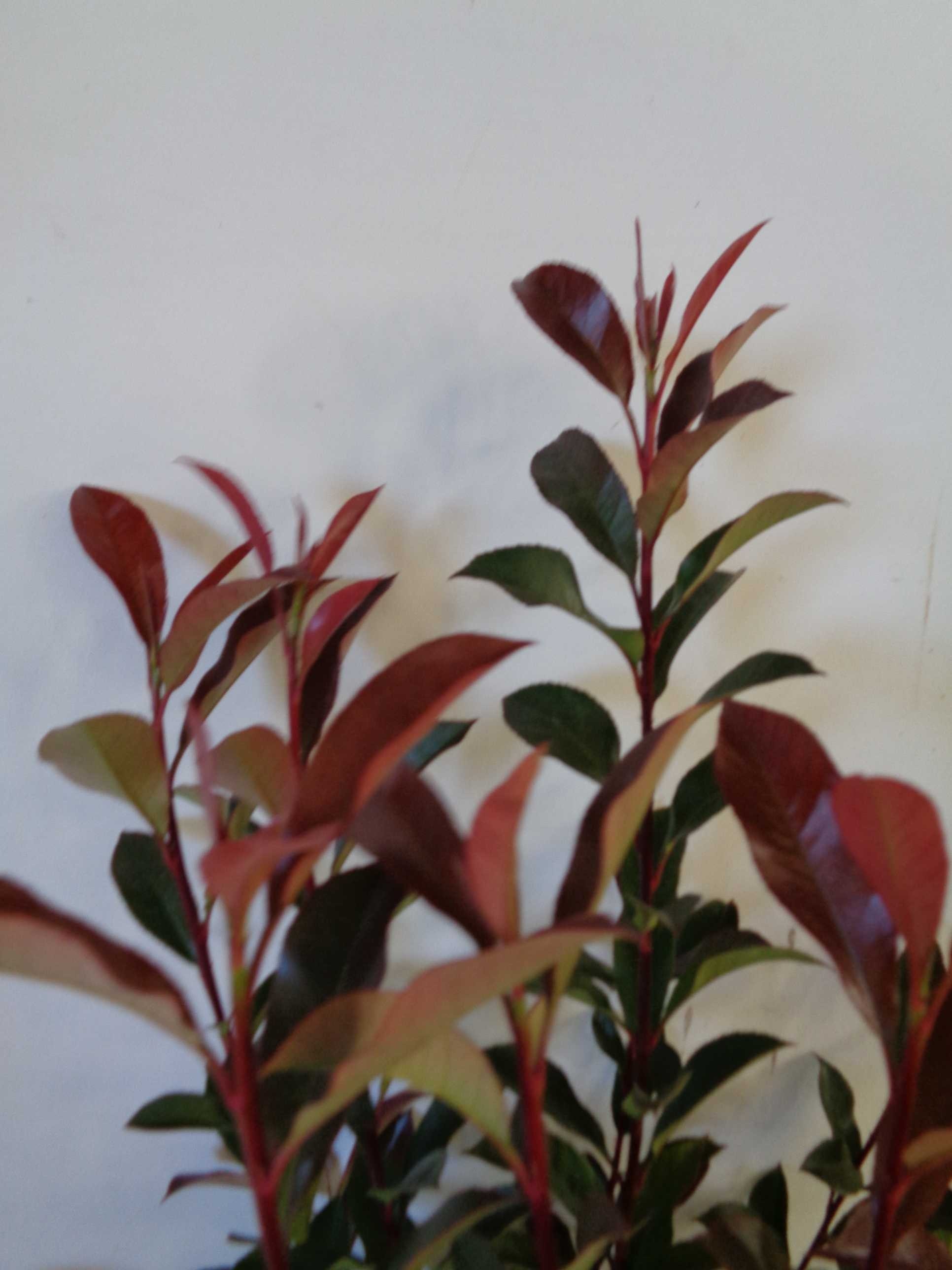 Photinia x fraseri "Carre Rouge" 35L 120/130