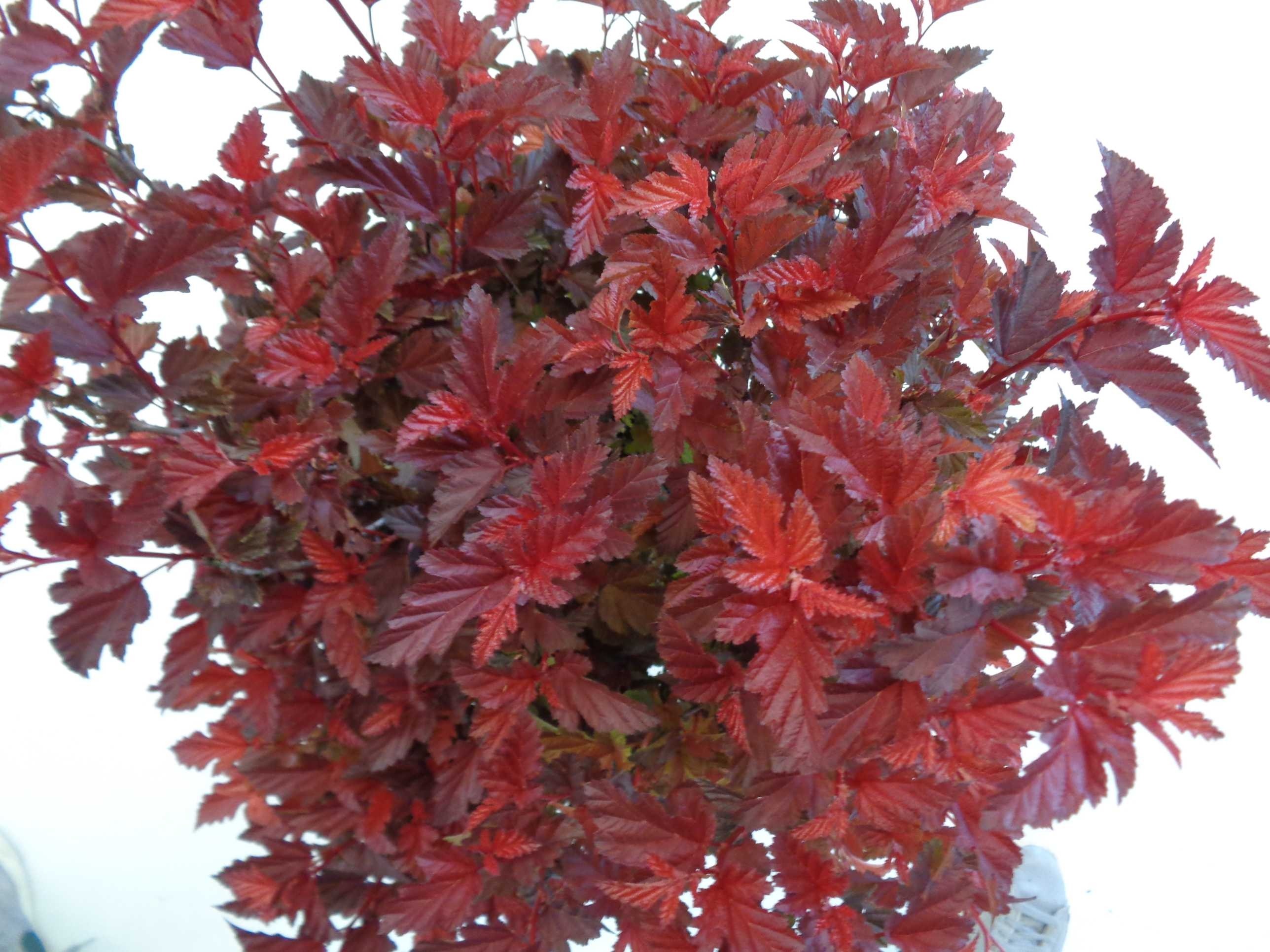 Physocarpus opulifolius "Little Angel" 5L 50/70