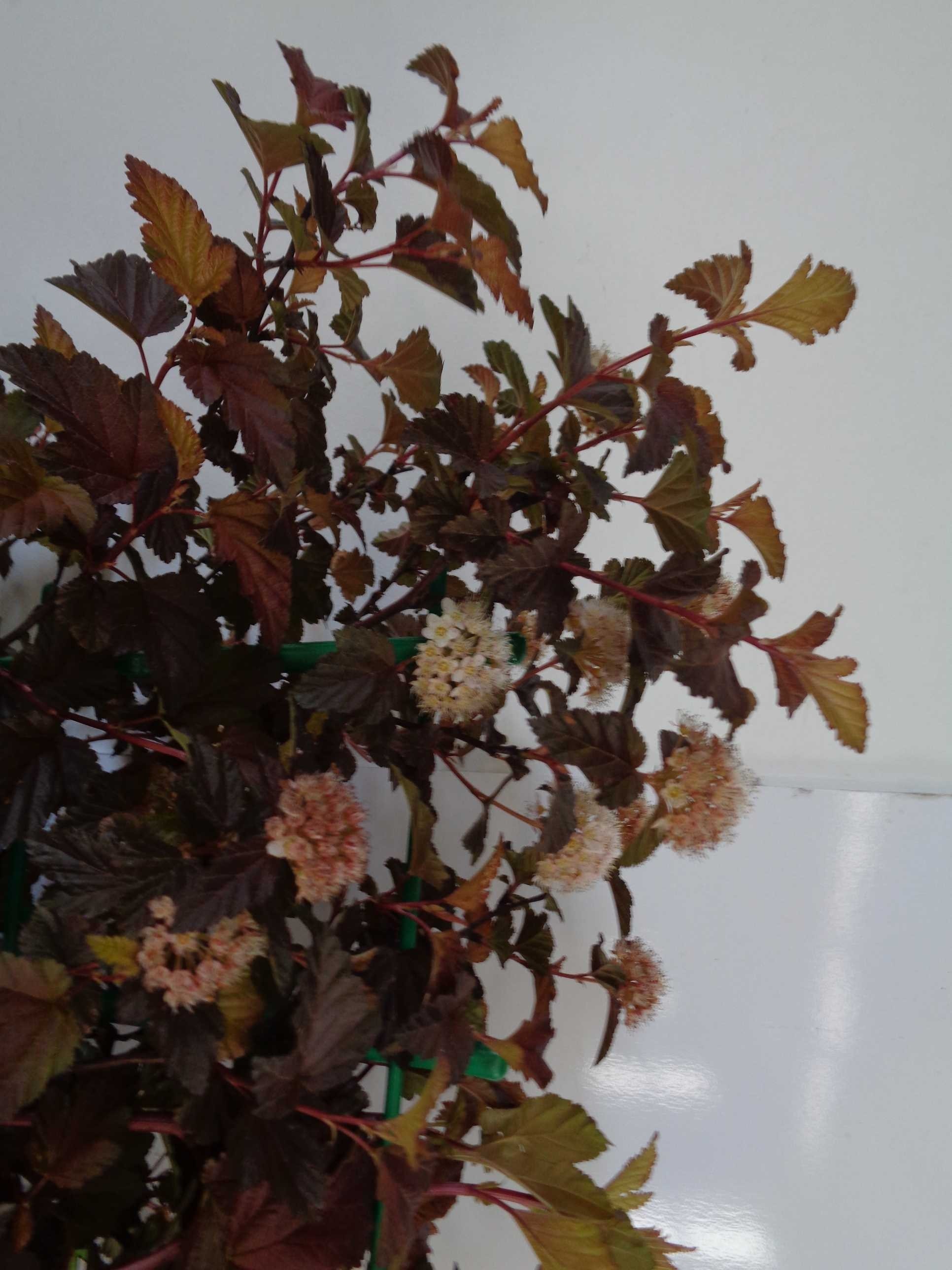 Physocarpus opulifolius "Little Angel" ® 10L 30/40