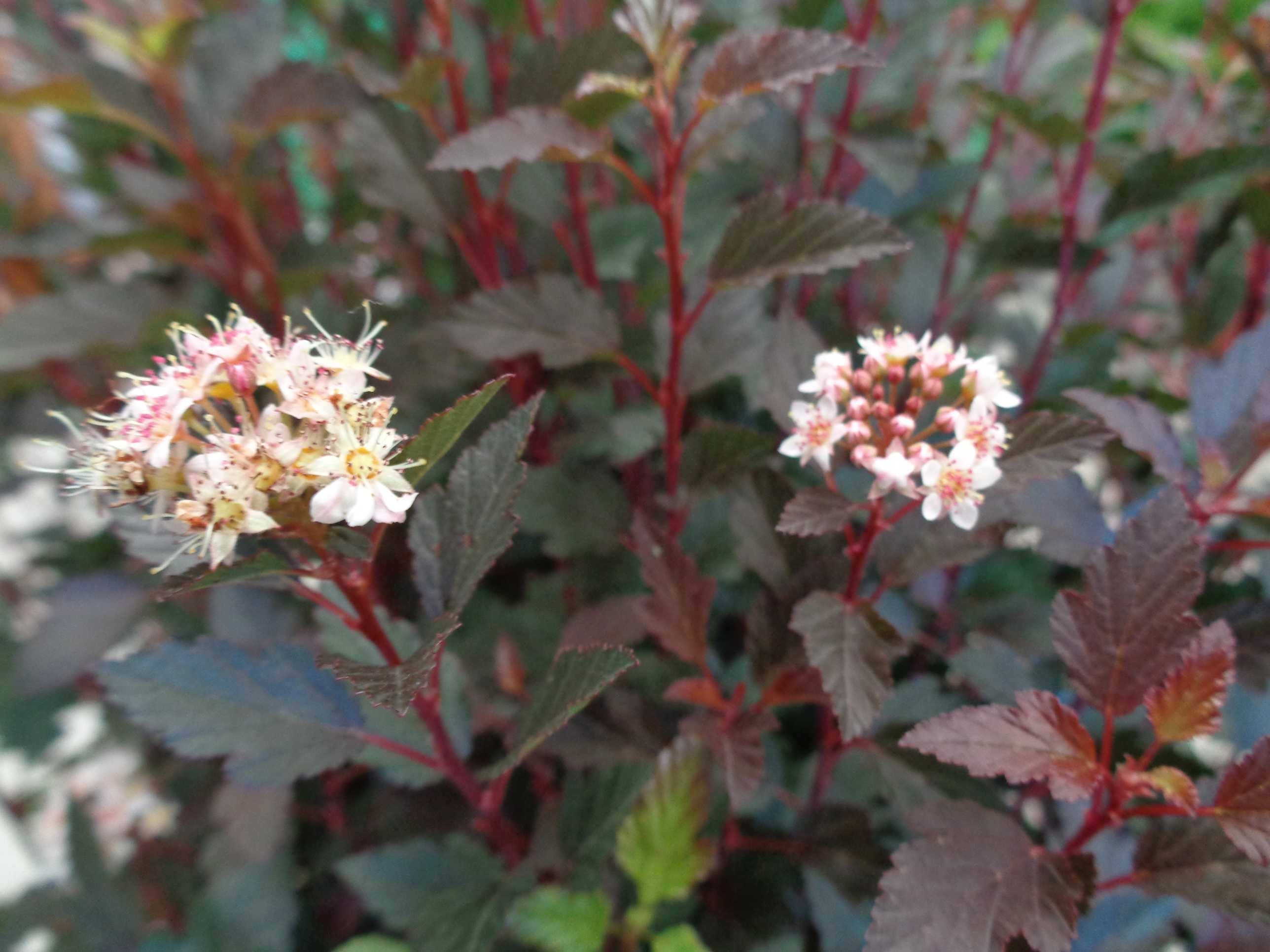 Physocarpus opulifolius "Little Joker" ® 10L 30/40