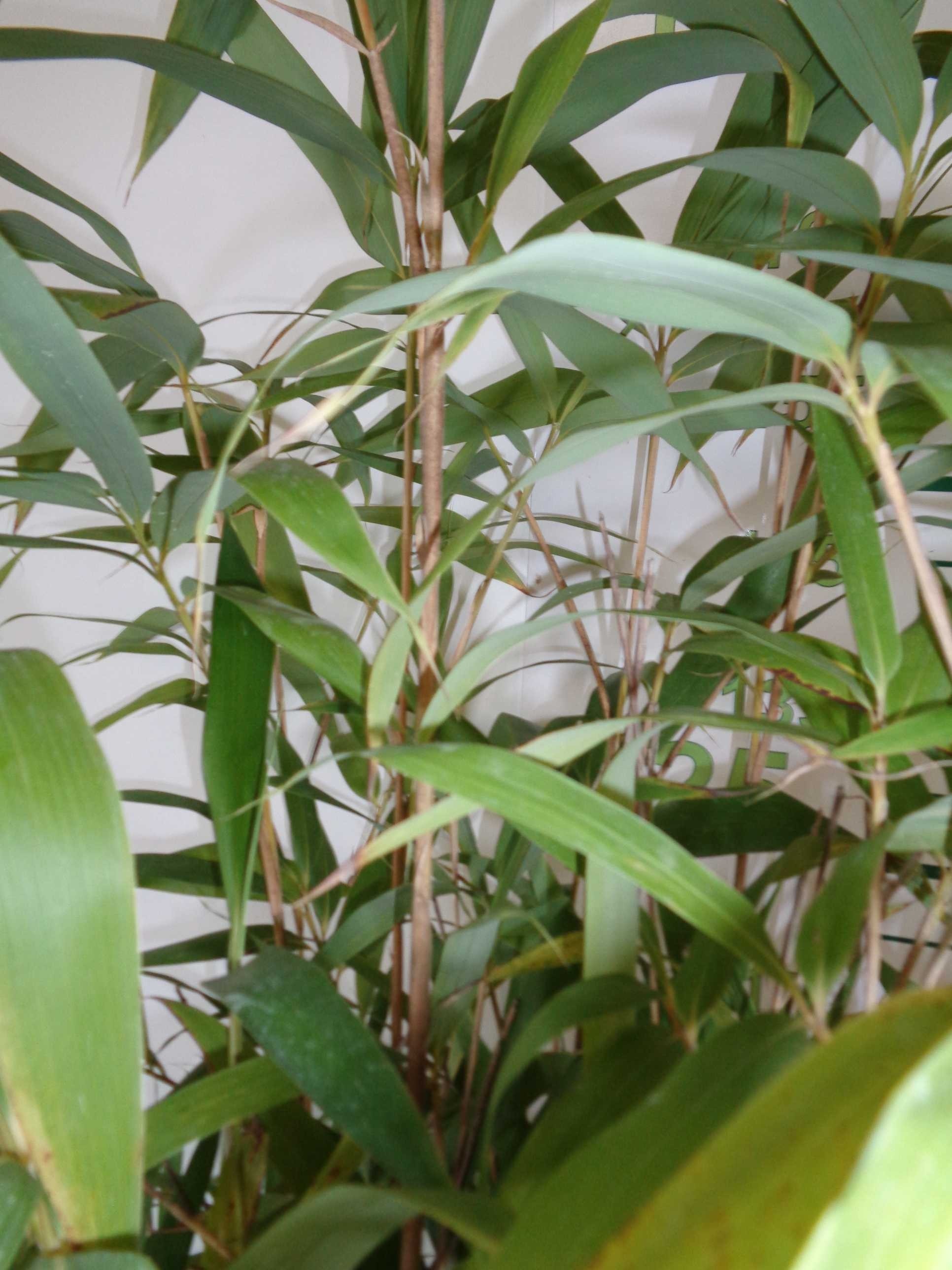 Pseudosasa japonica 5L 6-8 100/125