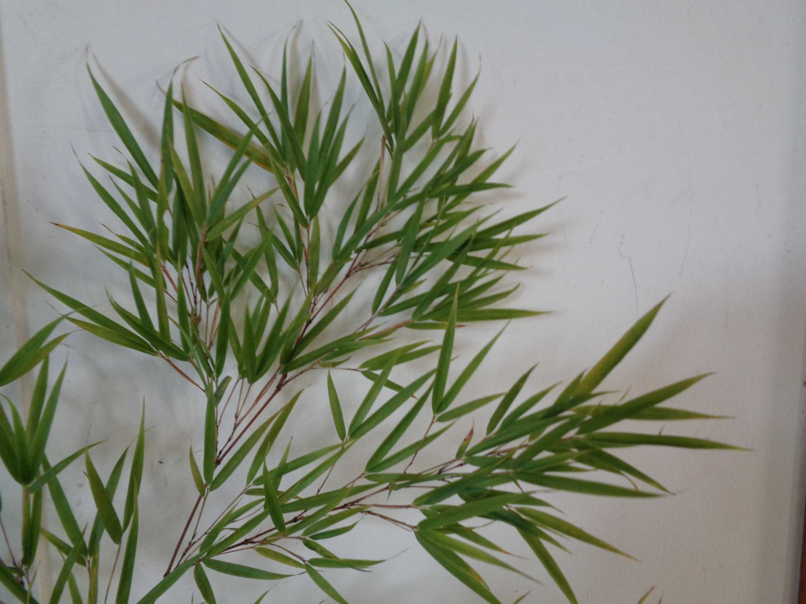 Qiongzhuea tumidissinoda 15L 10-15 130/150 (Chaplin)