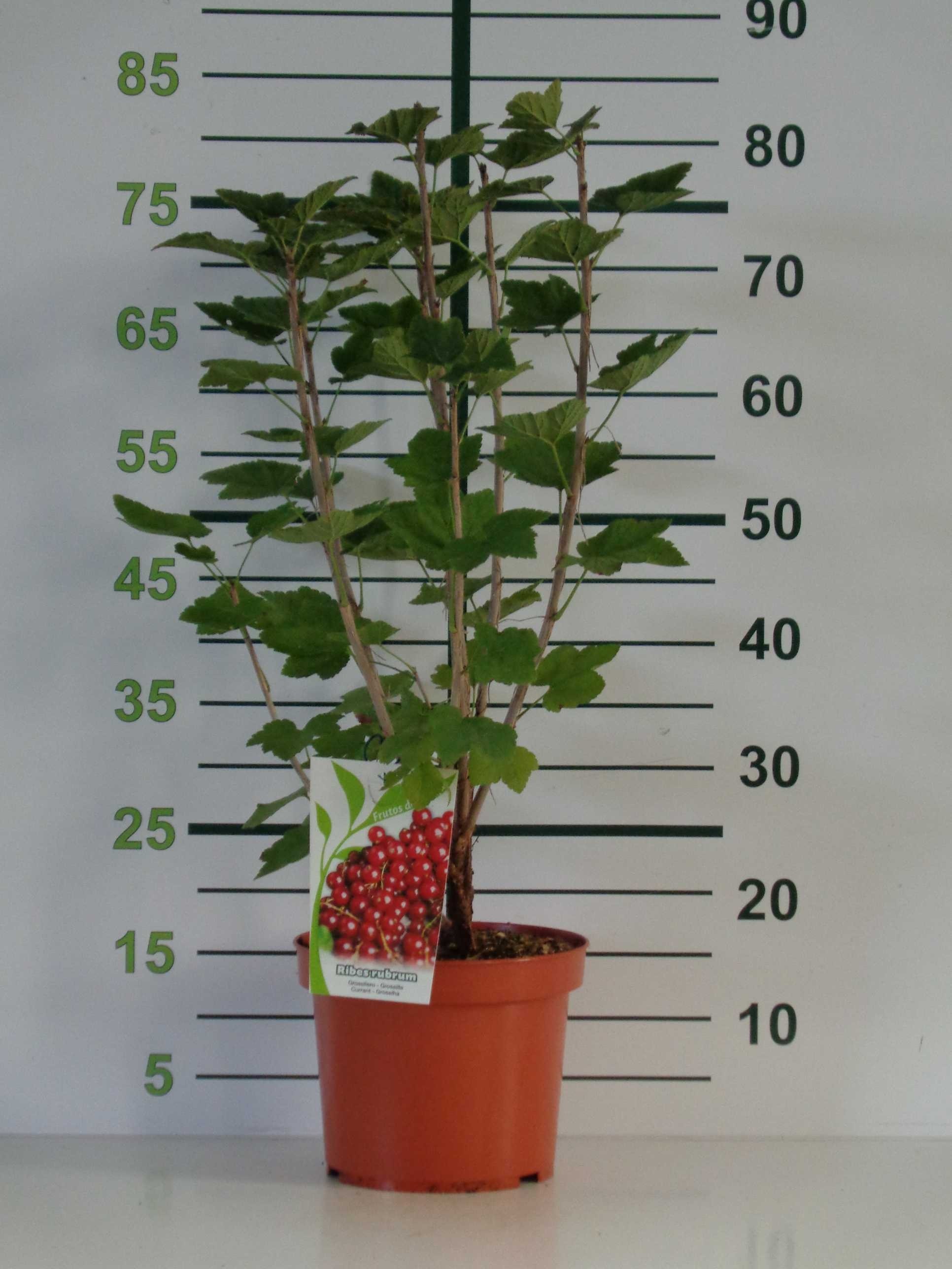 Ribes rubrum "Jonkheer van Tets" 5L 60/70 (Grosella roja)