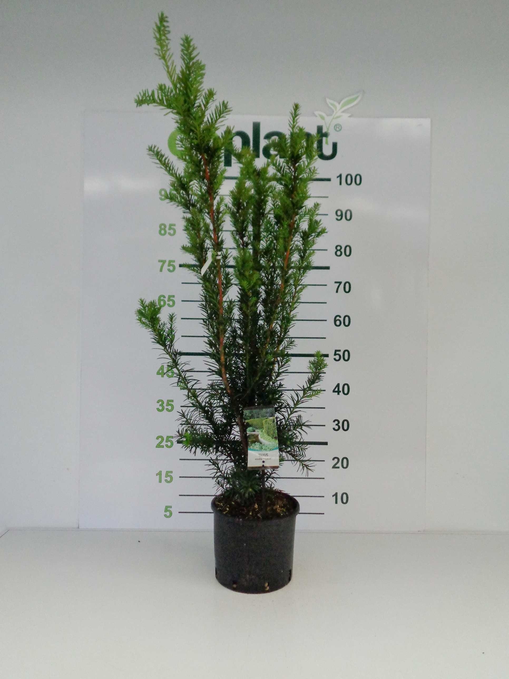 Taxus x media "Hicksii" 5L 60/80