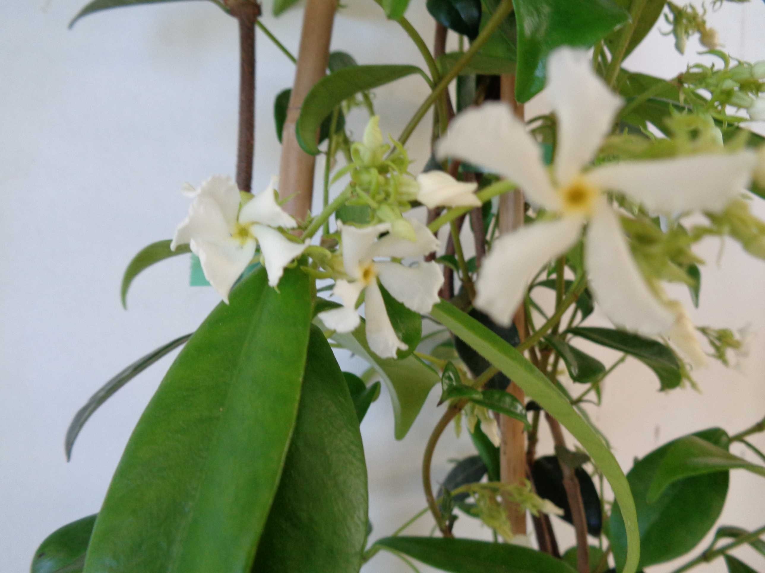 Trachelospermum jasminoides 5.5L 1 Tutores 120