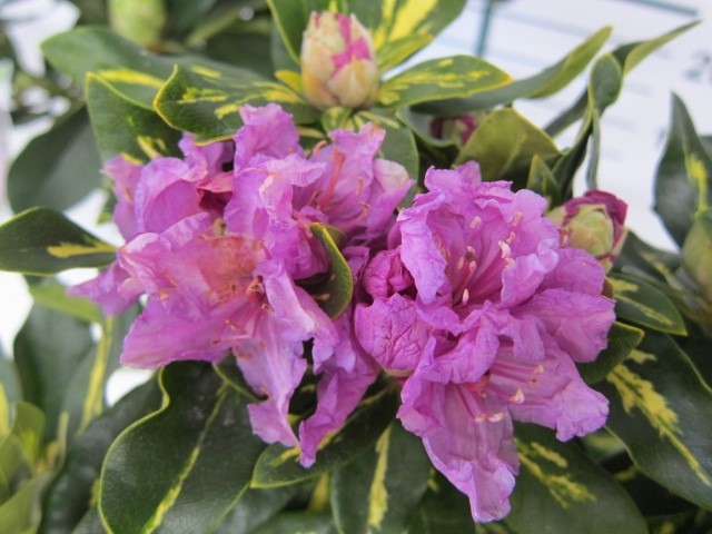 Rhododendron hibrido 10L 60/80 DP 80/100  "Marketa"