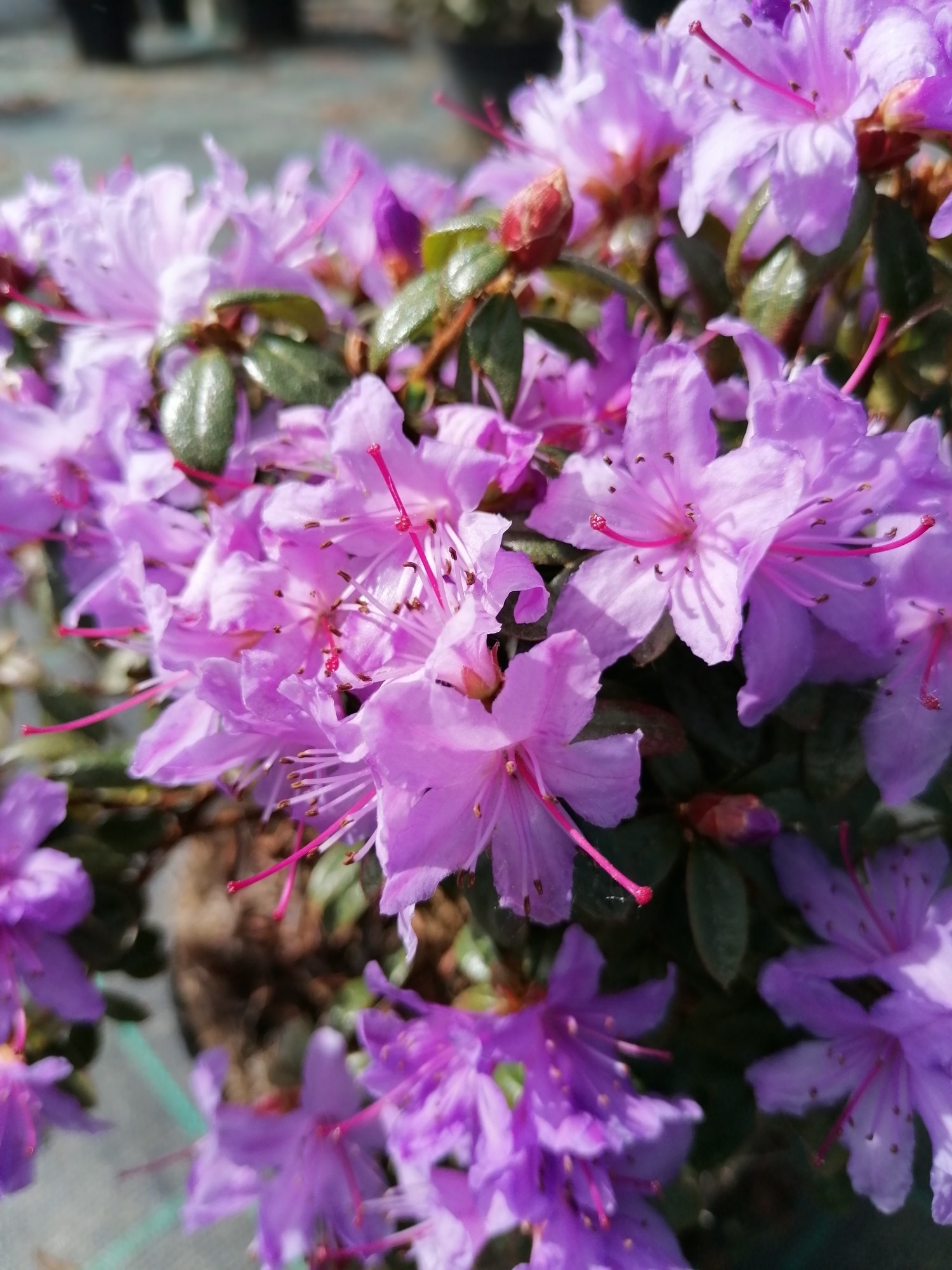 Rhododendron enano 2.5L 15/25 