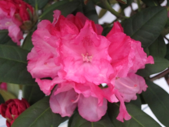 Rhododendron yakushimanum 20L 70/90