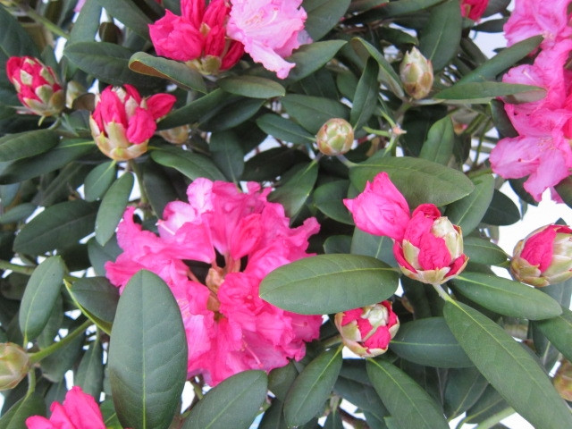 Rhododendron yakushimanum 7.5L  50/60 