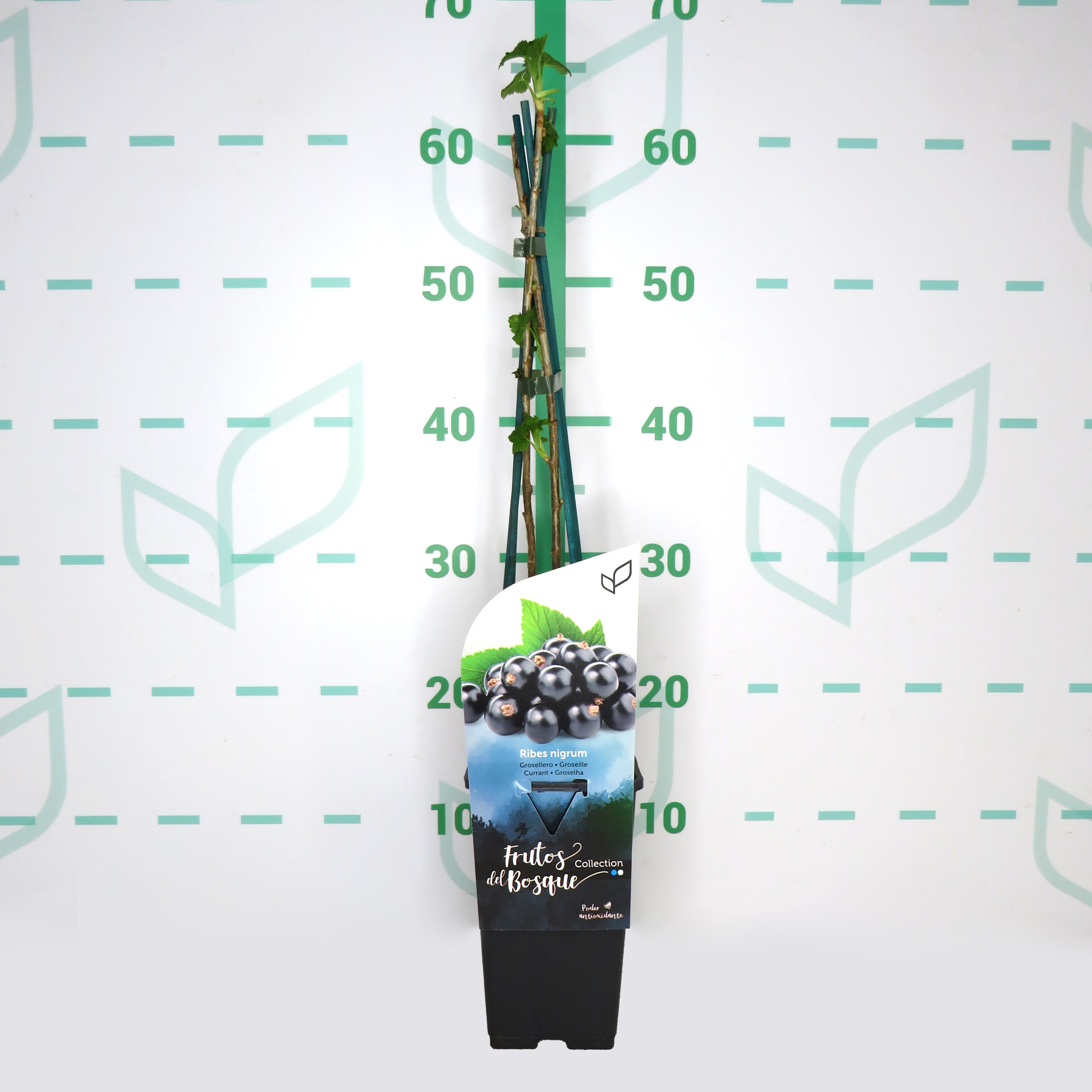 Ribes nigrum "Titania" 2L Alto 4 Tutores 60 (grosella negra) L2