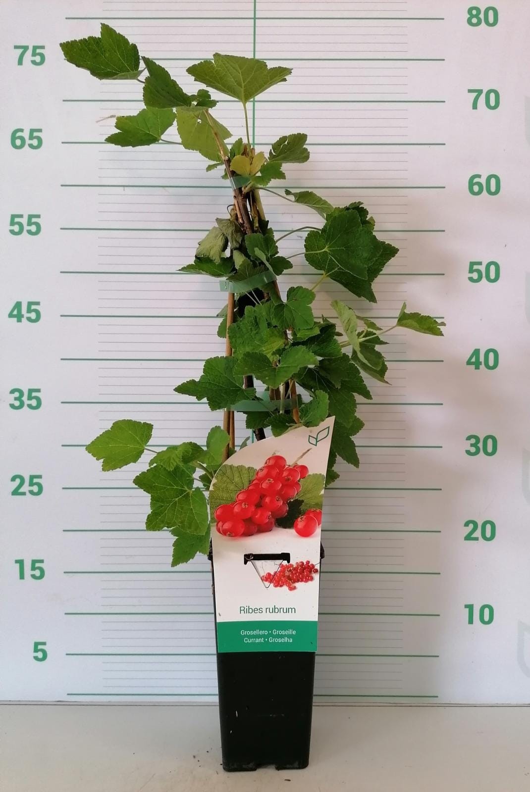 Ribes crispa "Fredonia" 2L Alto 4 Tutores 60 (Grosella Roja)