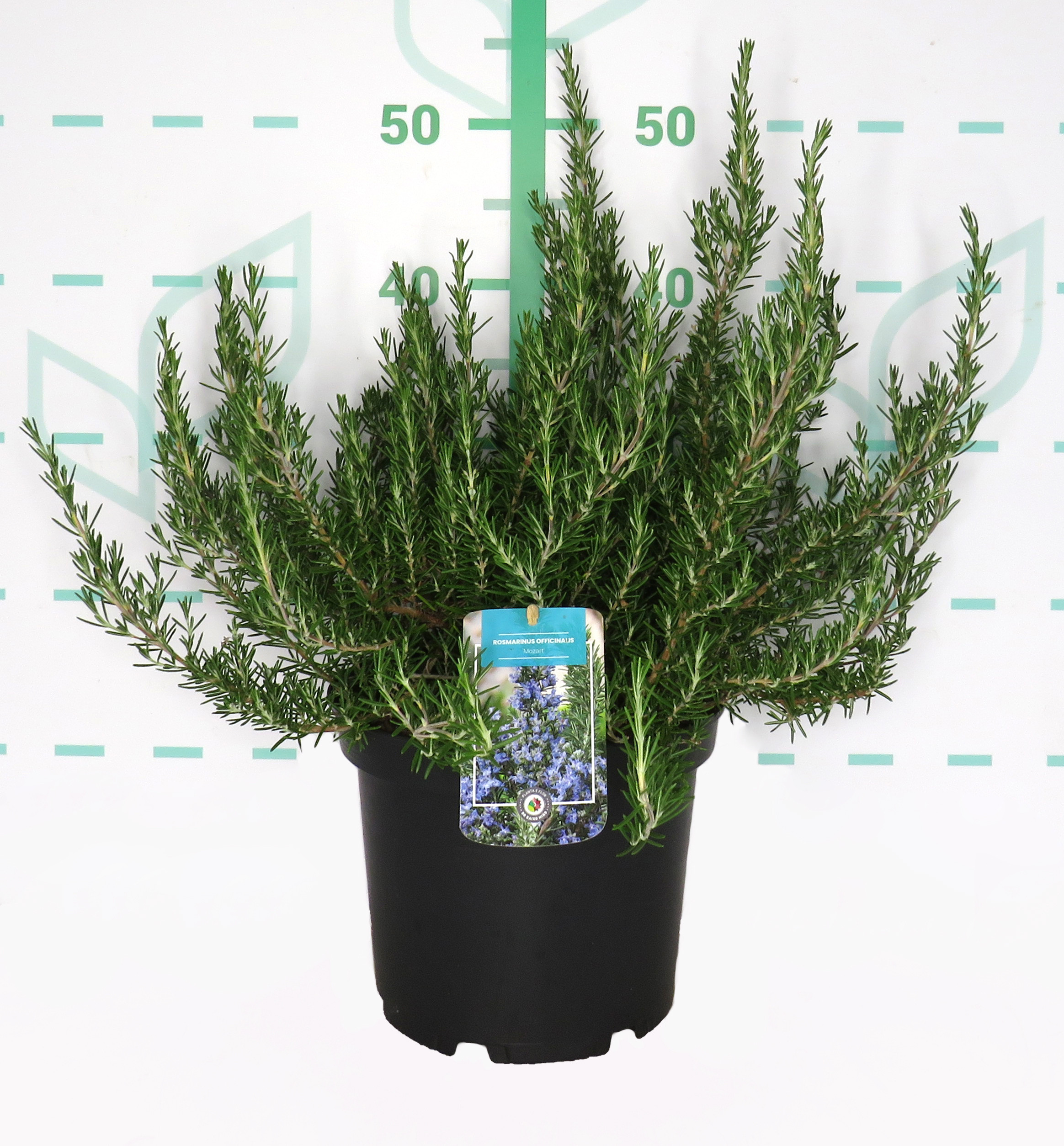 Rosmarinus officinalis "Mozart" ® 5L