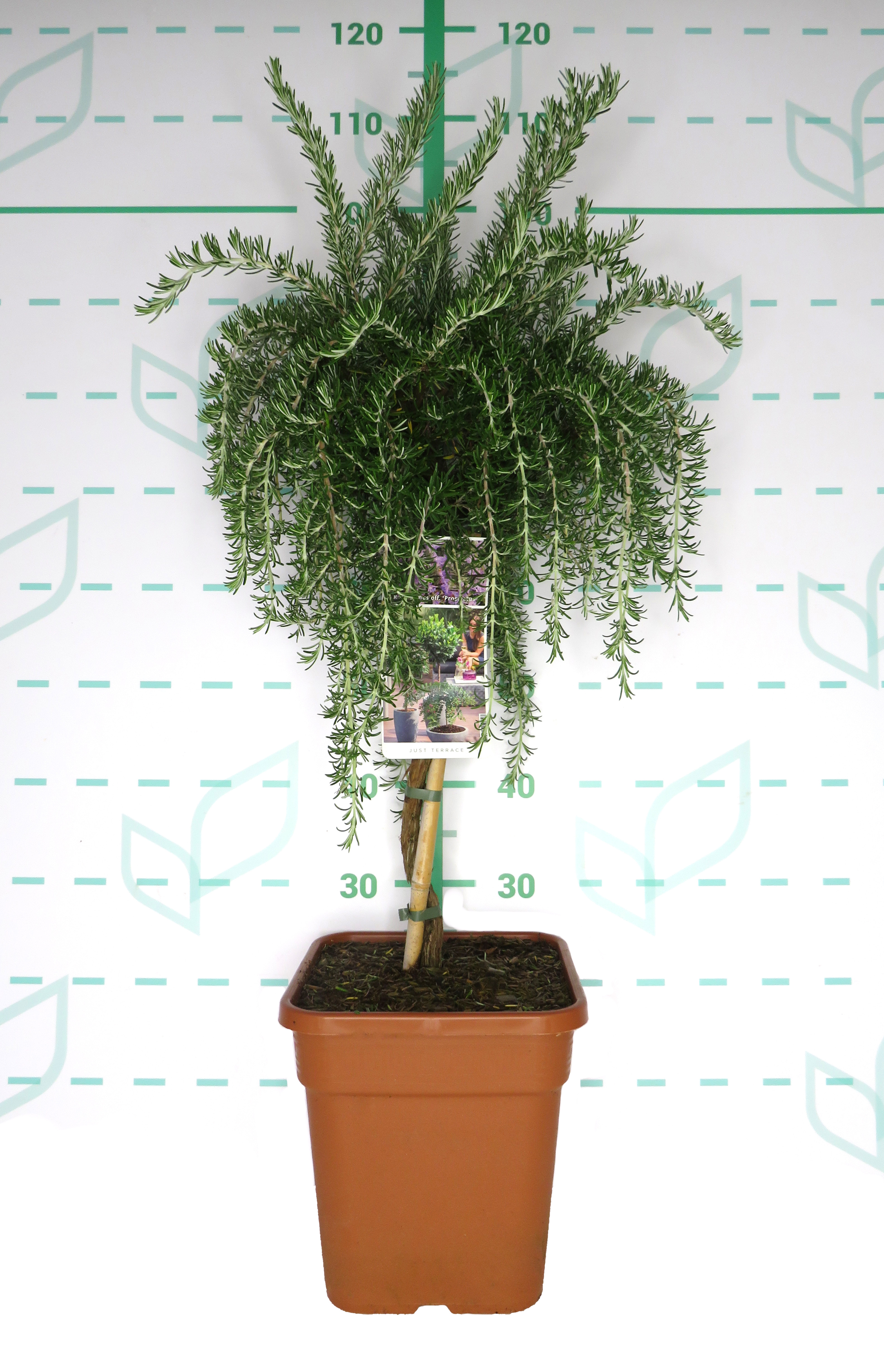 Rosmarinus officinalis "Prostratus" 11L Cuadrada Ht 50 80/90