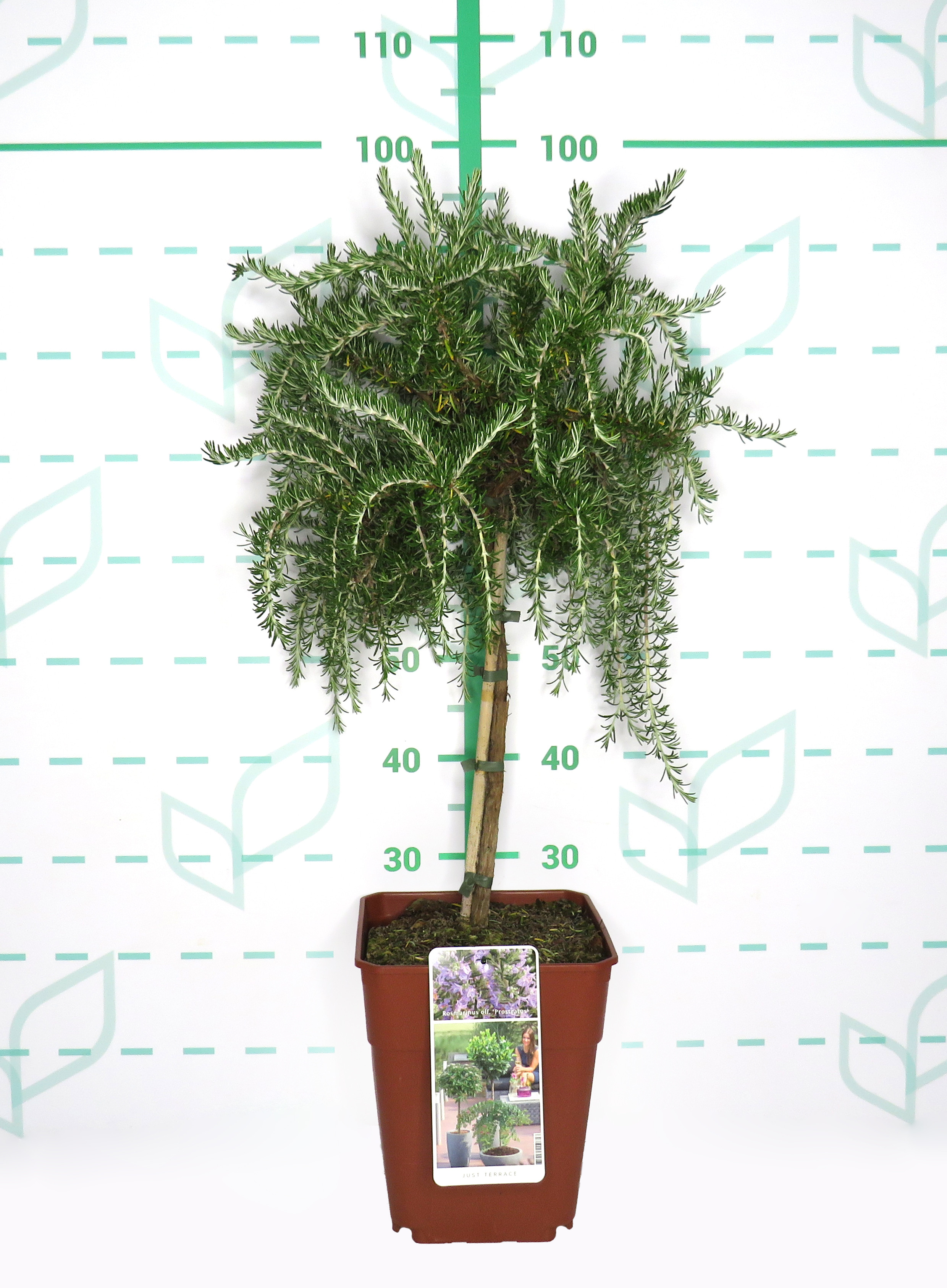 Rosmarinus officinalis "Prostratus" 11L Cuadrada Ht 50 80/90
