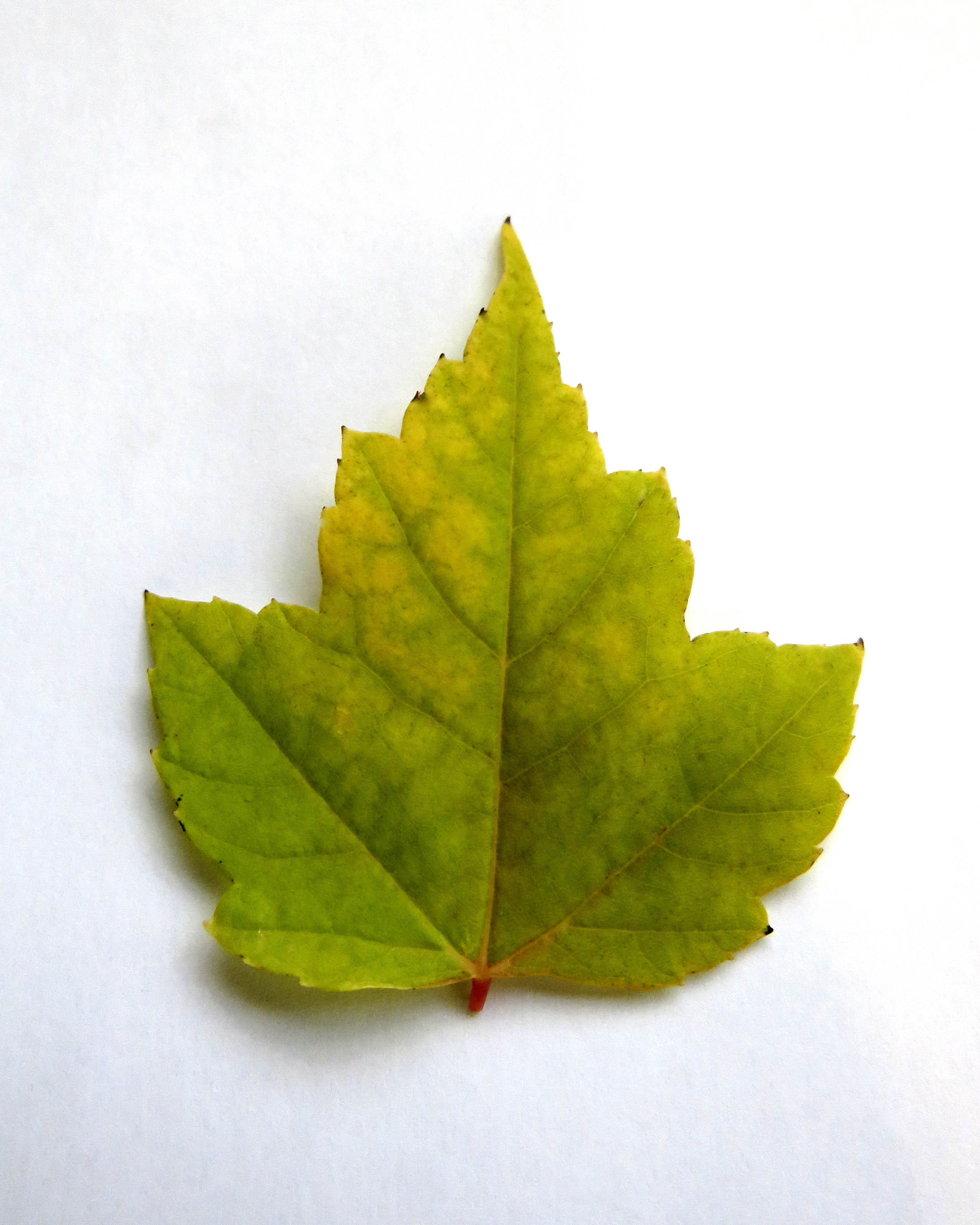 Acer rubrum 10L 175/200