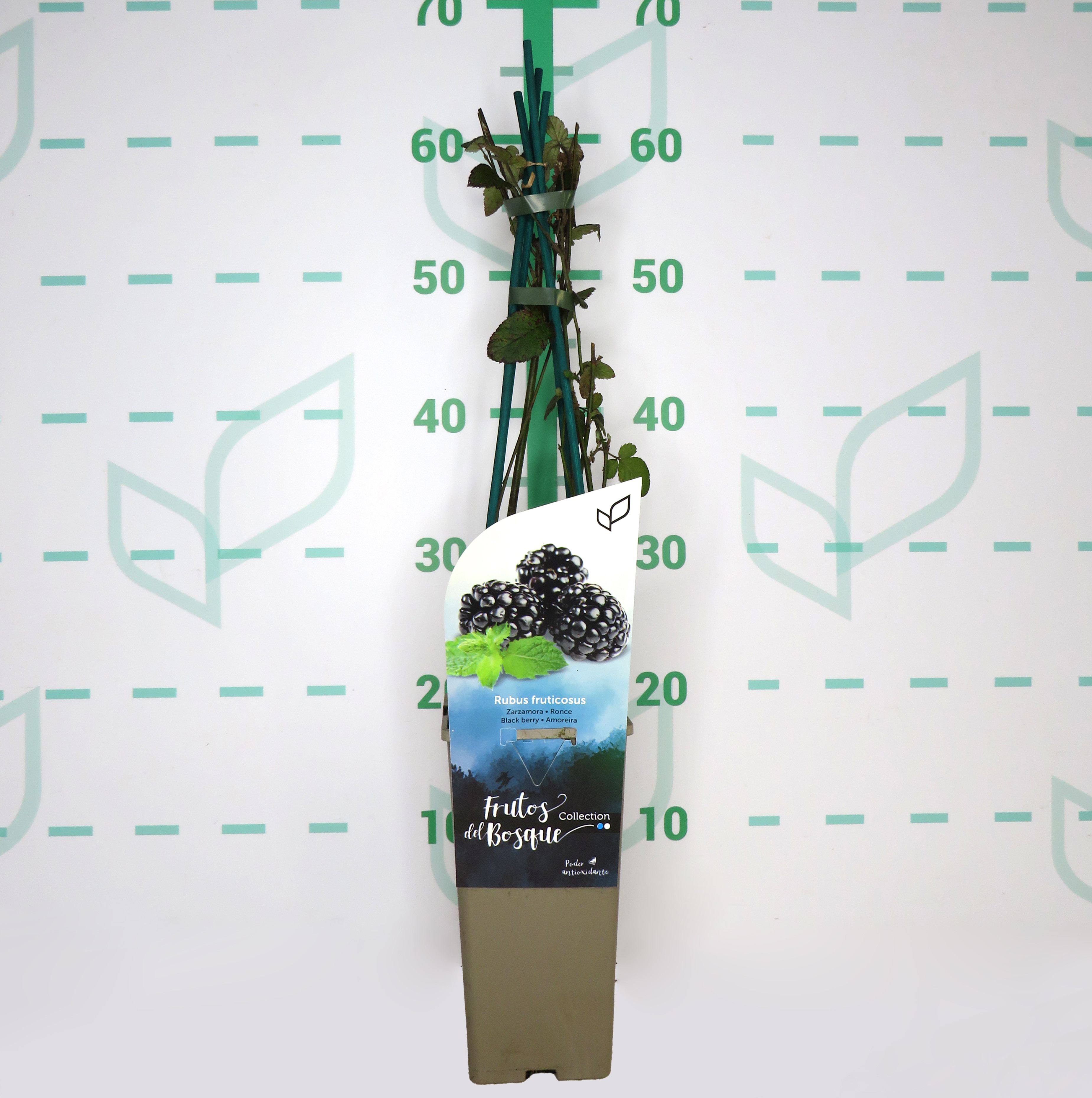 Rubus fructicosus "Dirksen" 2L Alto 4 Tutores 60 