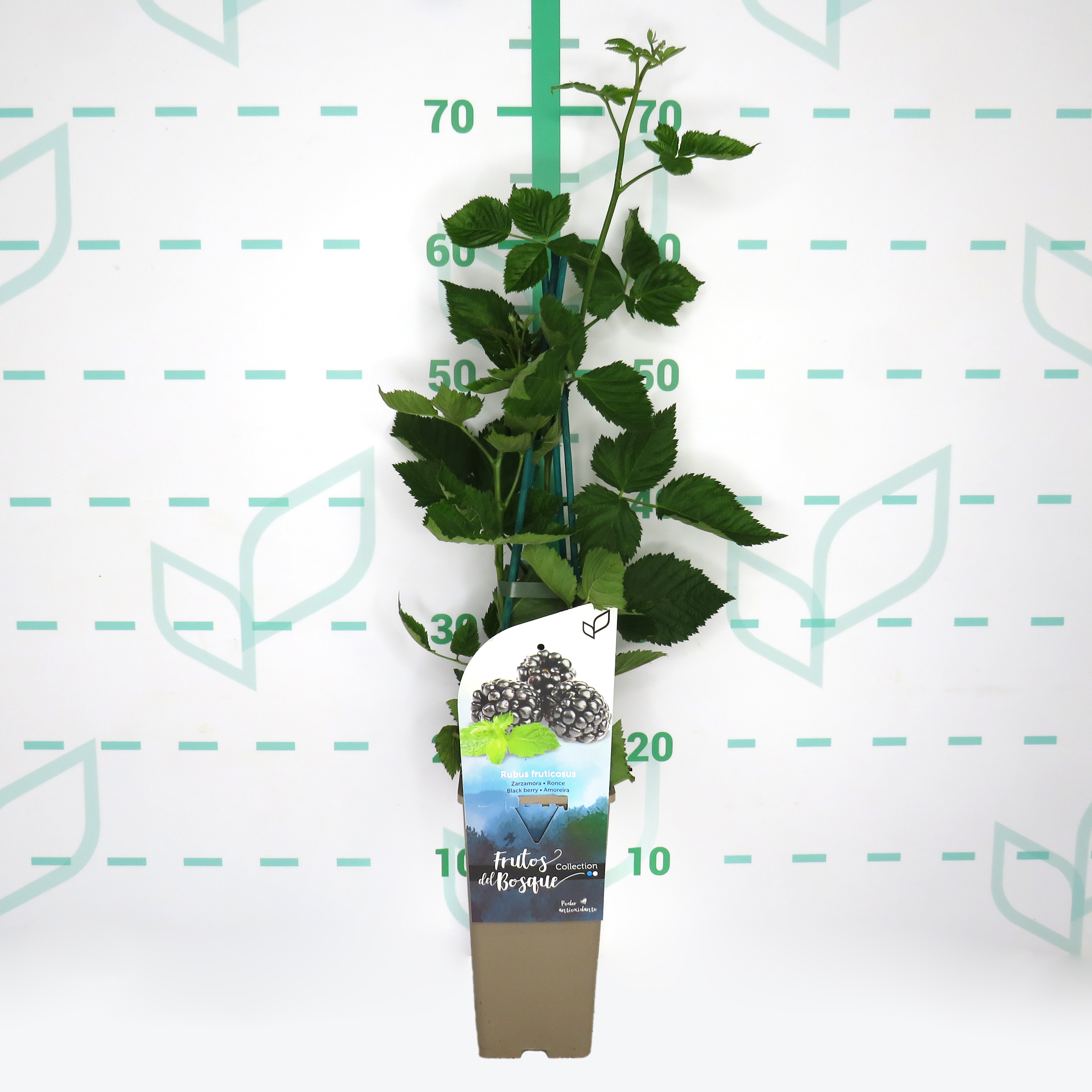Rubus fructicosus "Dirksen" 2L Alto 4 Tutores 60 