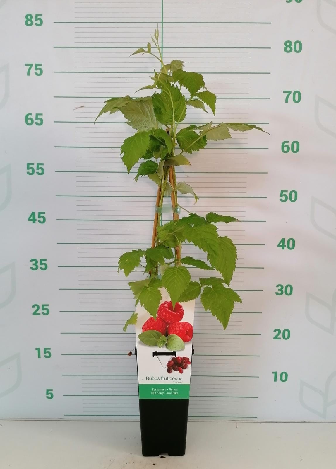 Rubus idaeus "Heritage" 2L Alto 4 Tutores 60  (Frambuesa roja) L1