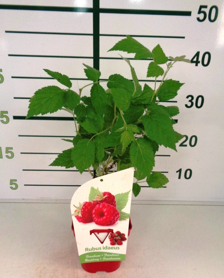 Rubus idaeus "Willamette" 1L R/C 40 (Frambuesa roja)