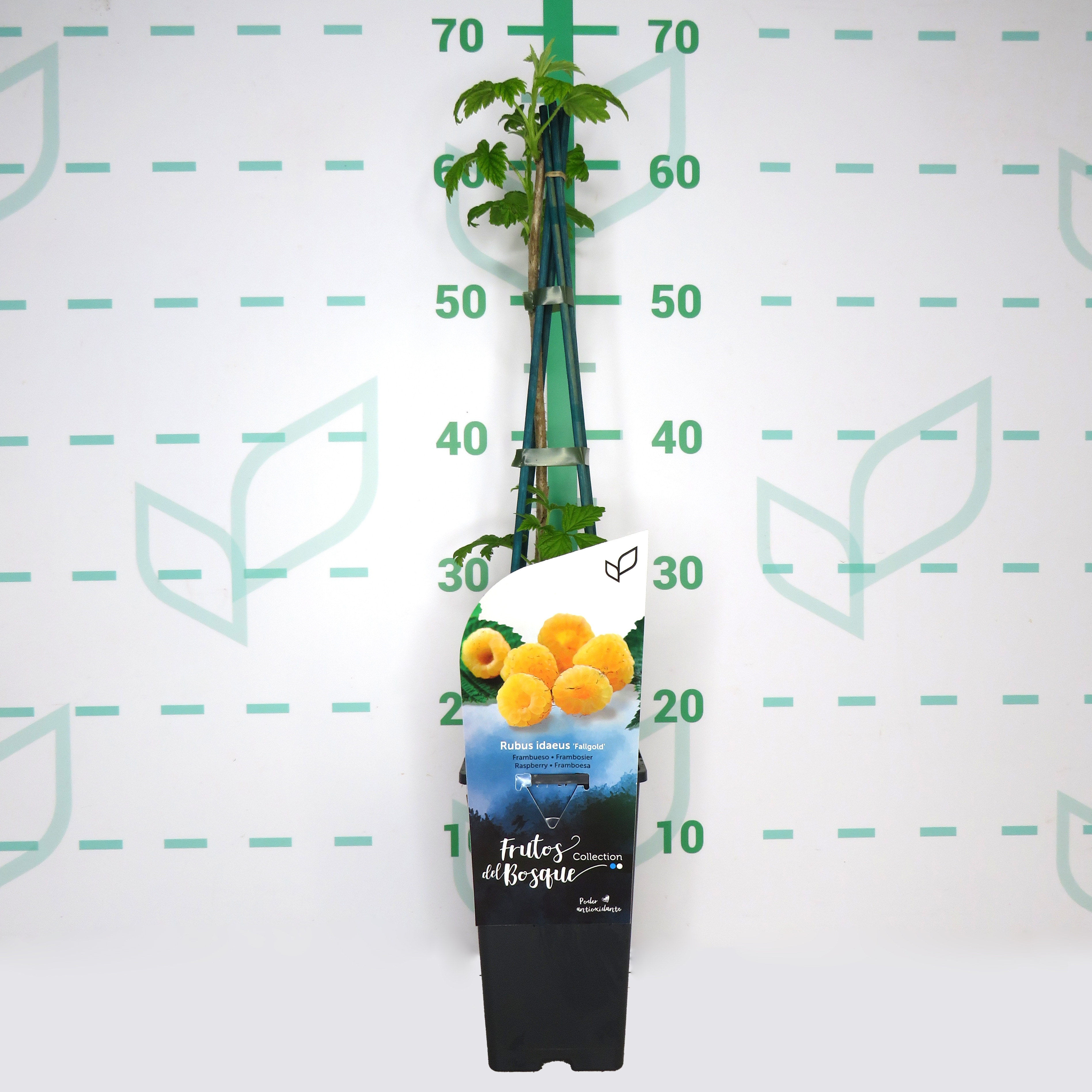 Rubus idaeus "Fall Gold" 2L Alto 4 Tutores 60  (Frambuesa amarilla)