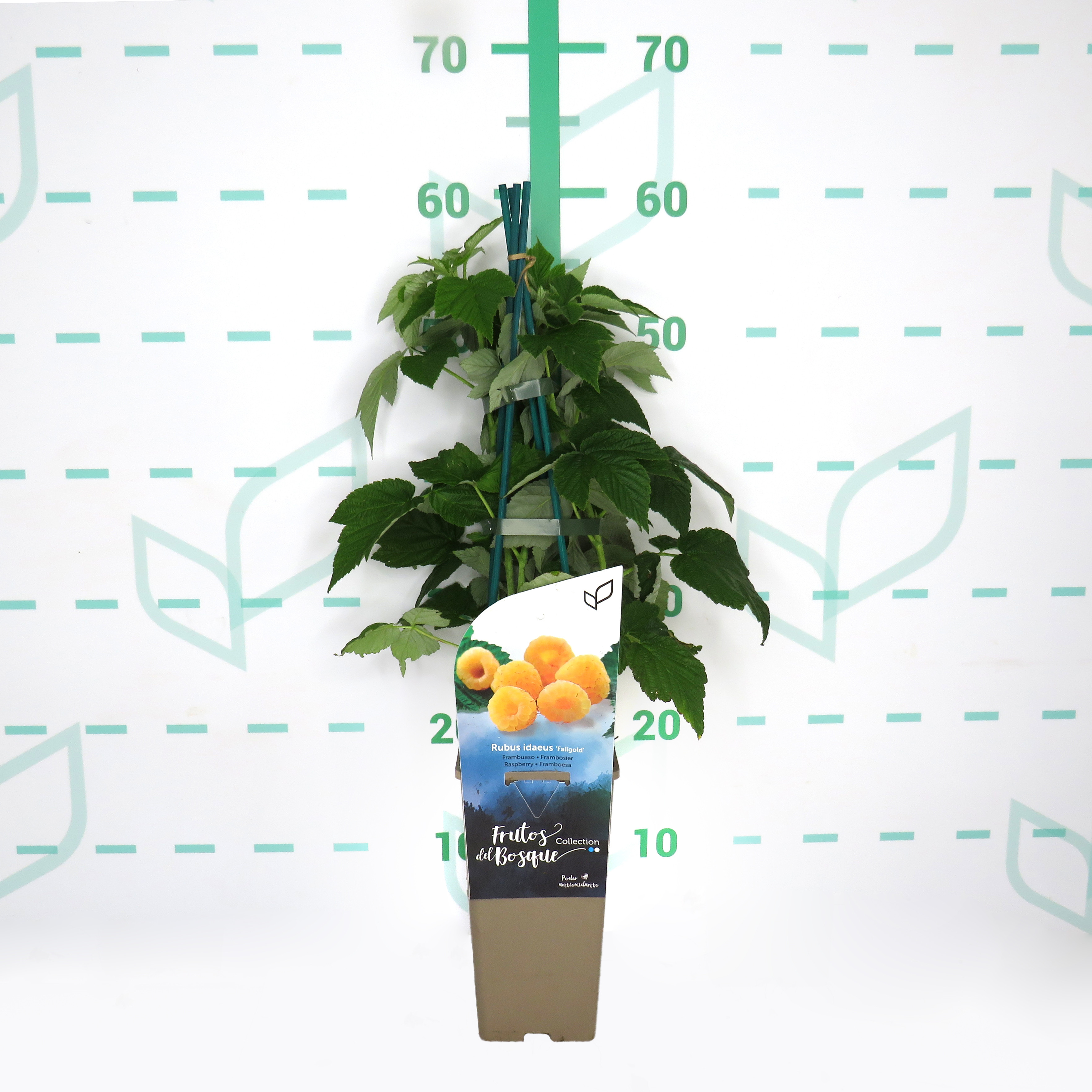 Rubus idaeus "Fall Gold" 2L Alto 4 Tutores 60  (Frambuesa amarilla)