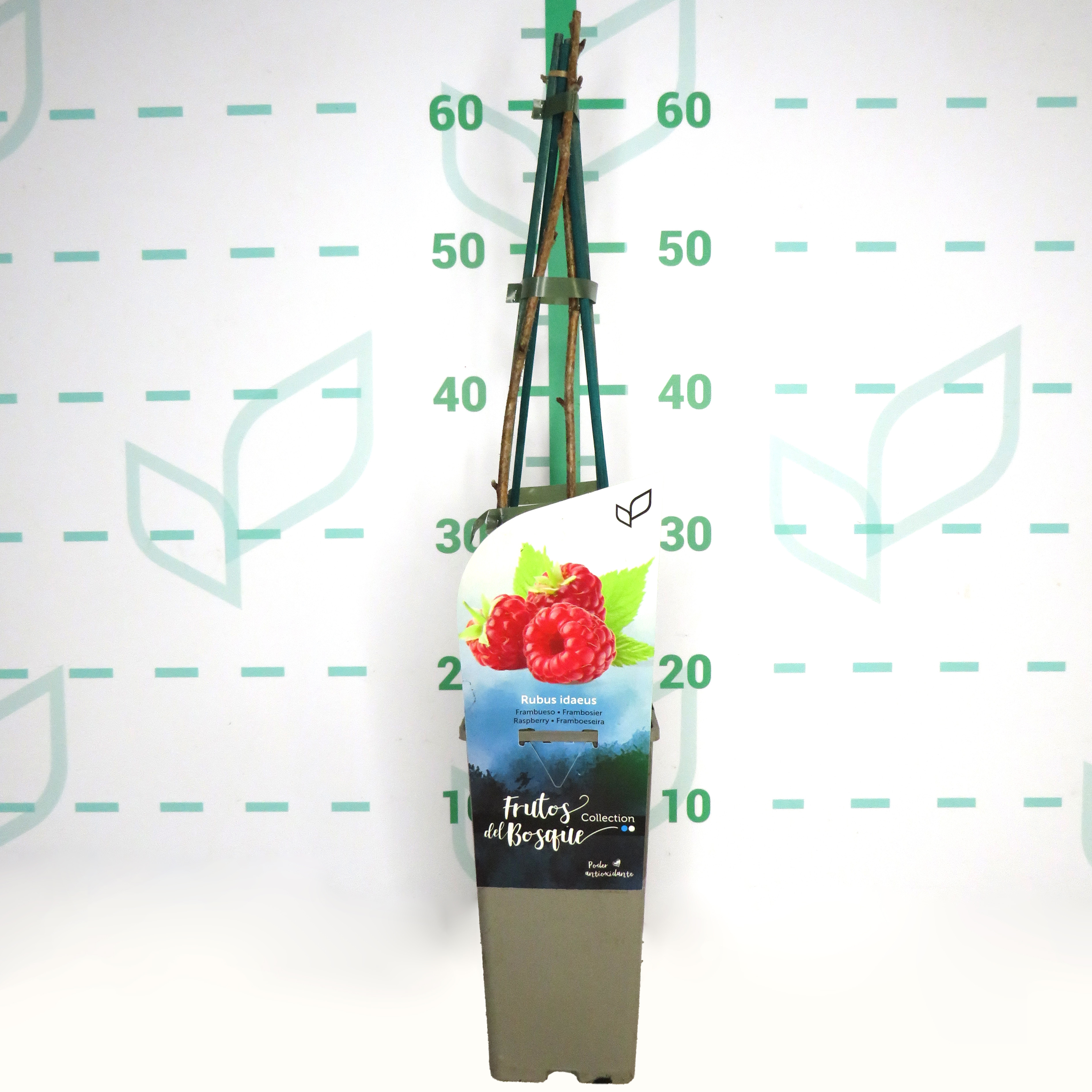 Rubus idaeus "Heritage" 2L Alto 4 Tutores 60  (Frambuesa roja) L1