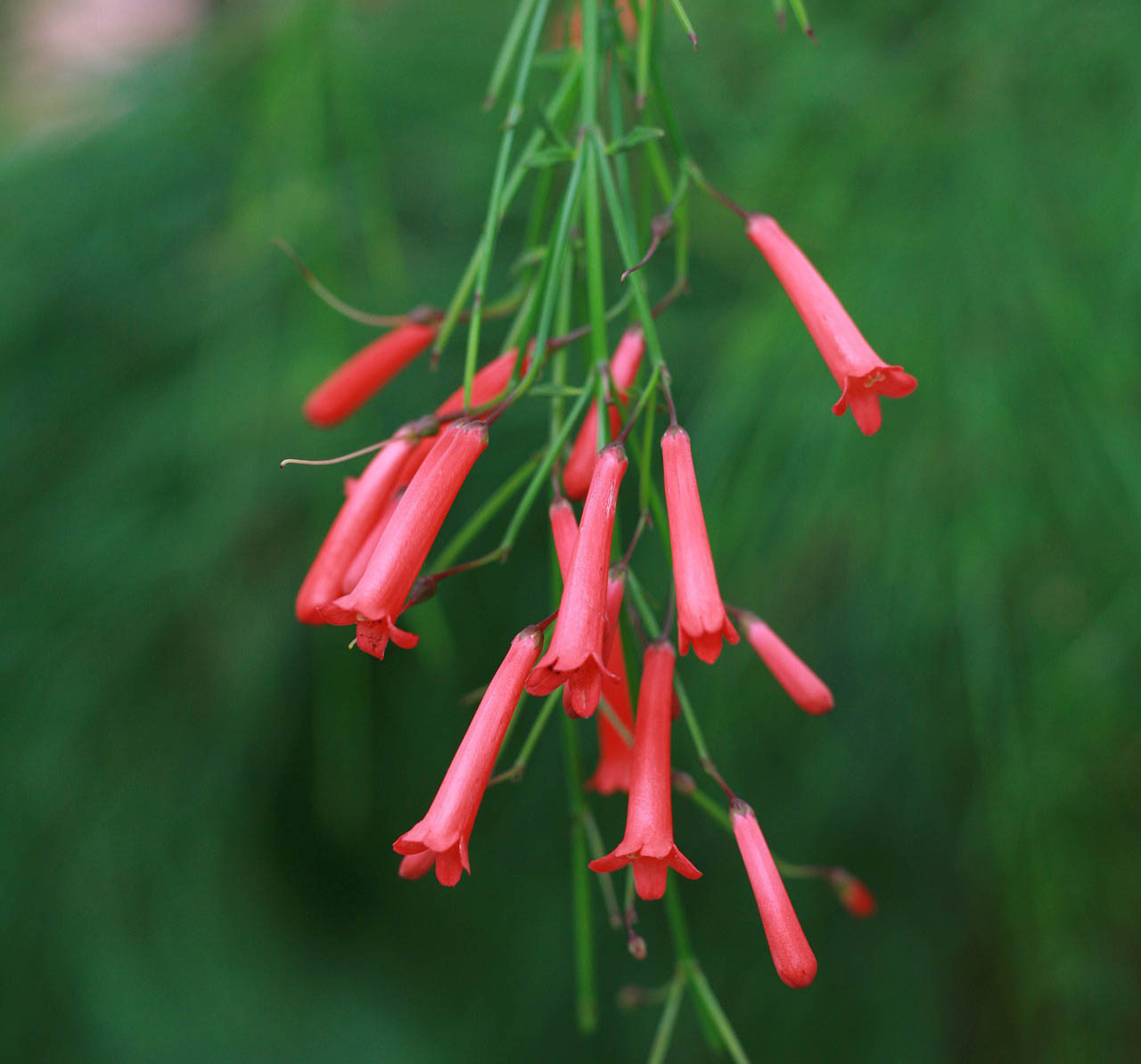 Russelia juncea"Rosea" 2L