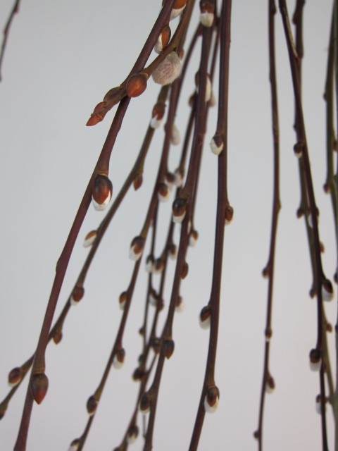 Salix caprea "Kilmarnock" 10L 100/125