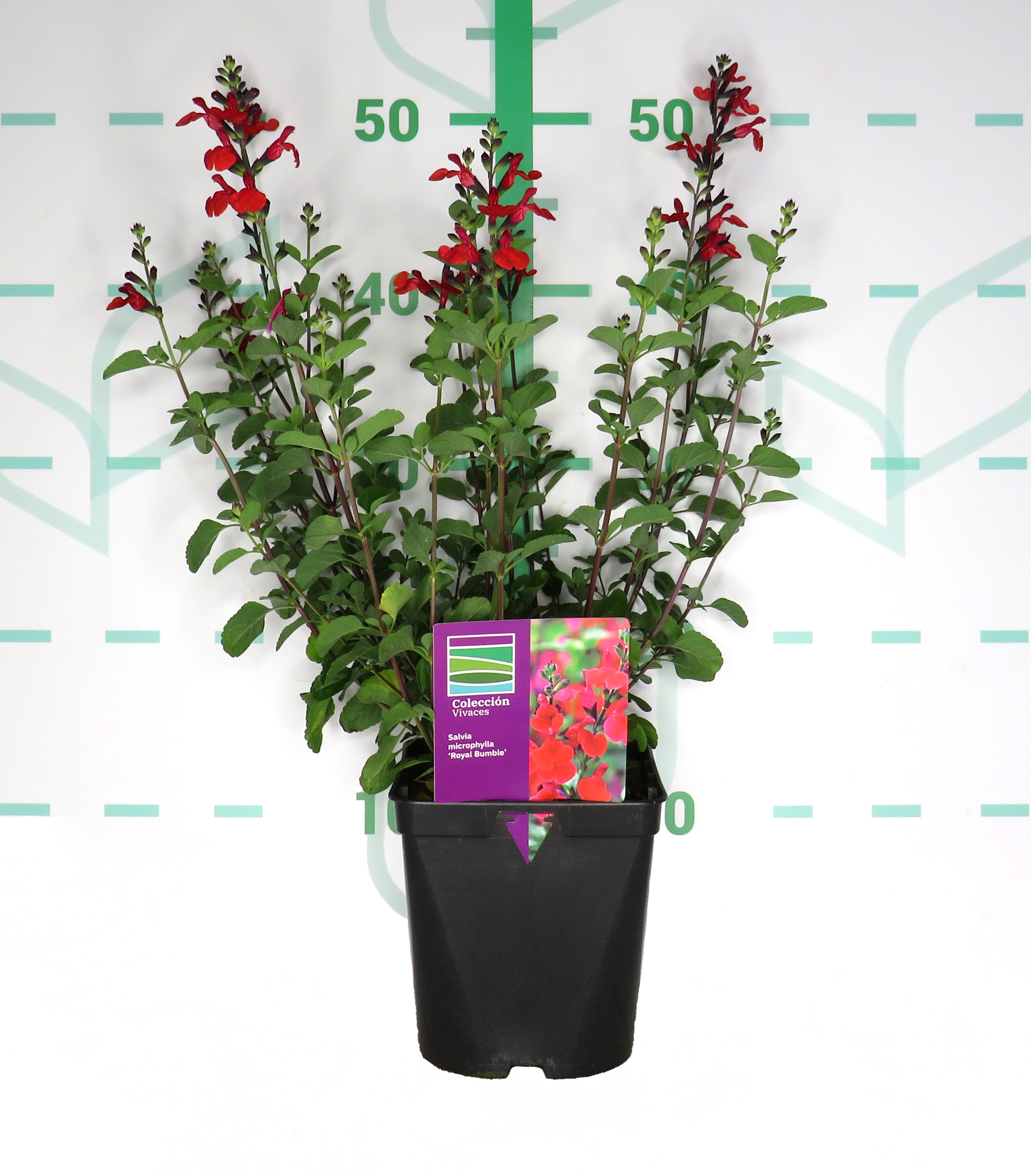 Salvia microphylla "Royal Blume" 2L R/C