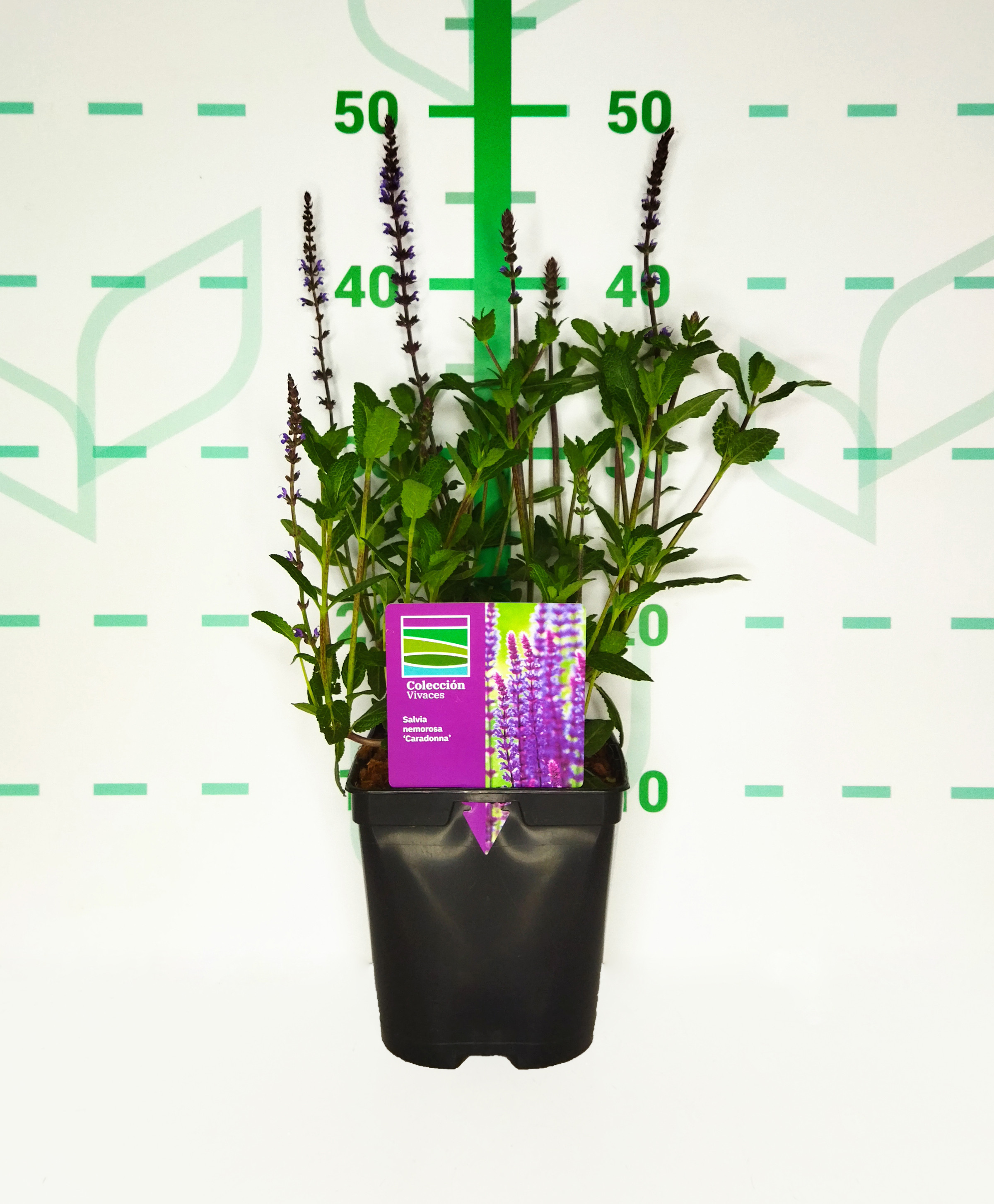 Salvia nemorosa "Caradonna" 2L R/C 20/30