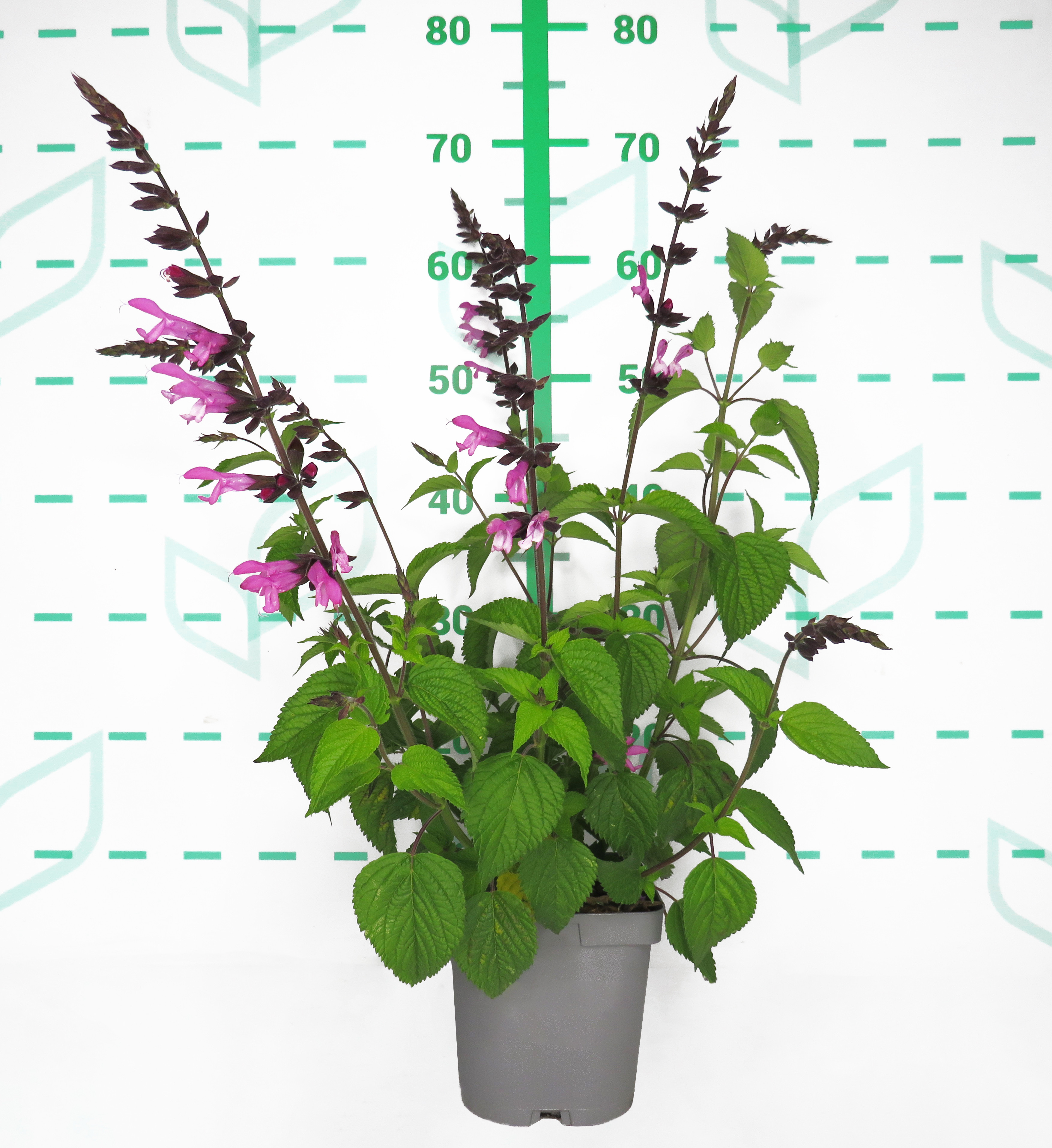 Salvia 'Amistad' ® 2L R/C 20/30