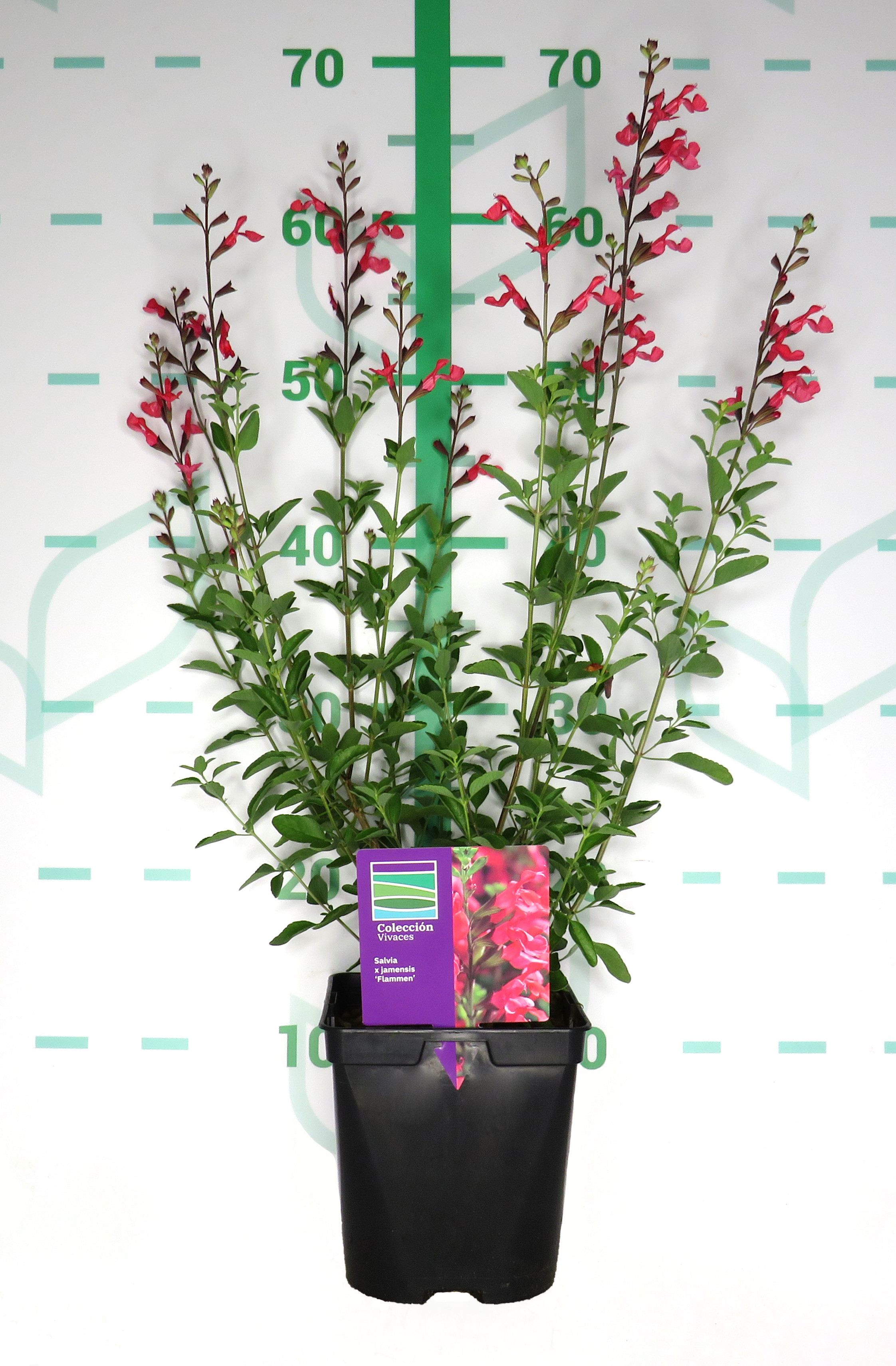 Salvia x jamensis "Flammen" 2L R/C 20/30
