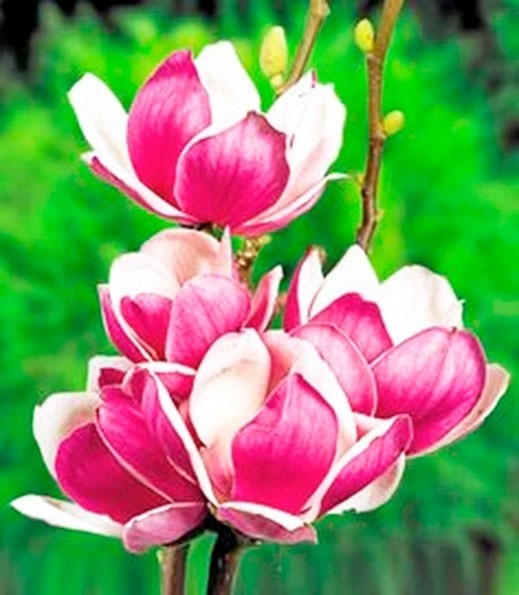 Magnolia "Satisfaction" 7.5L 110/130 Injertada